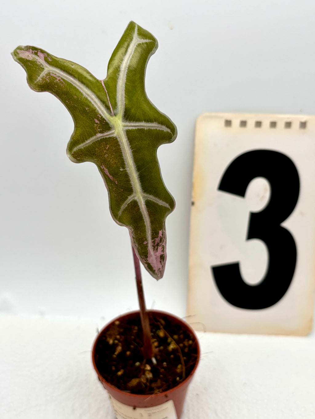 Alocasia Nobilis Variegata - Exotic-Flowers