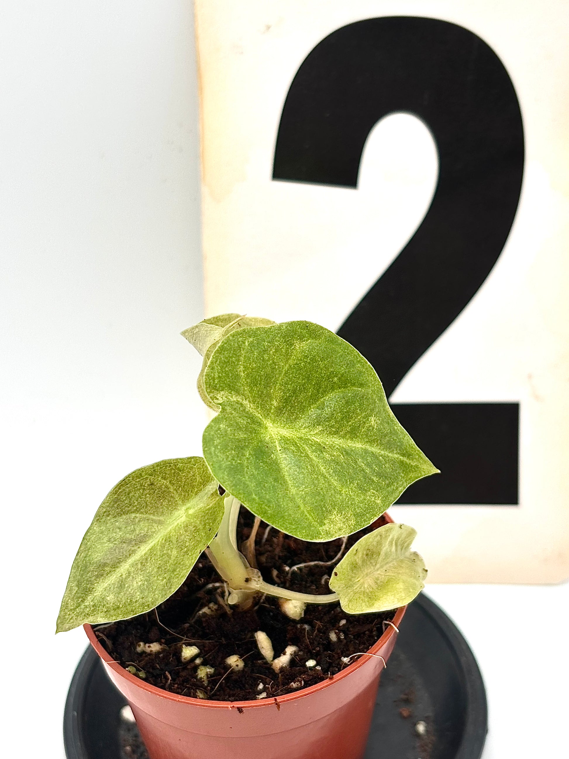 Alocasia Golden Bone Pink Mint Variegata