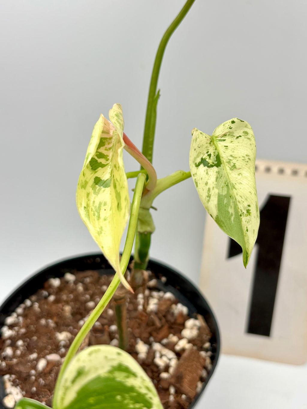 Philodendron Ilsemanii - Exotic-Flowers