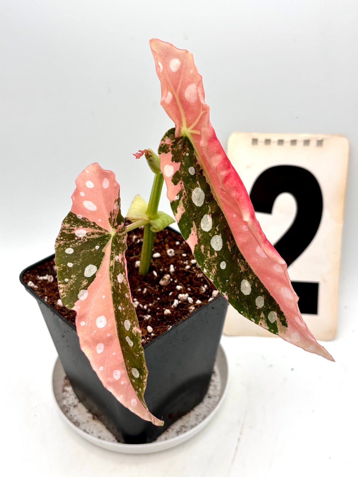 Begonia Maculata Pink Variegata