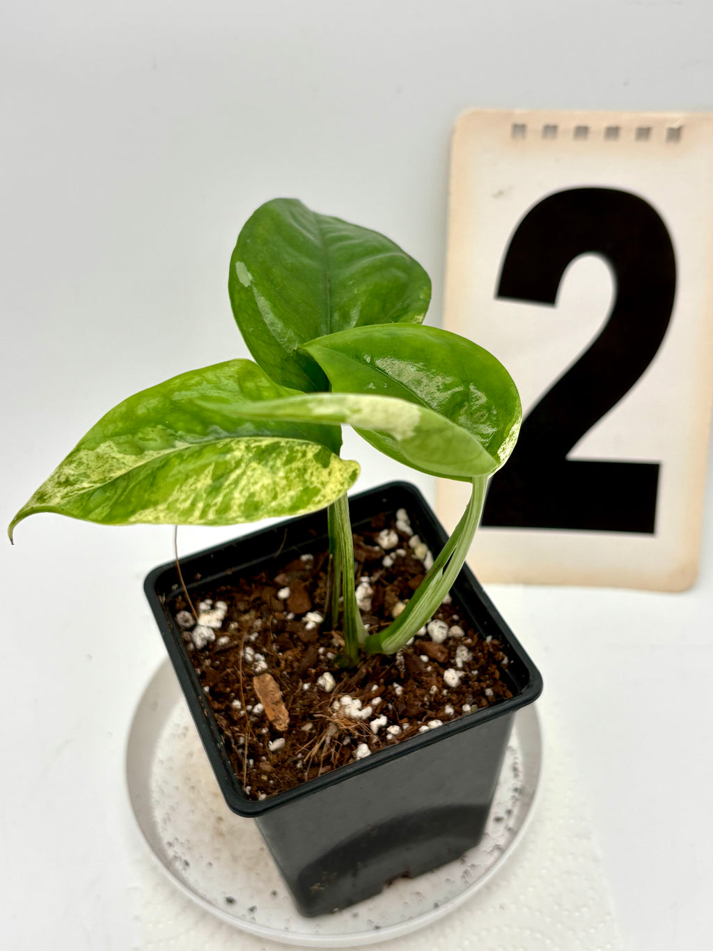 Epipremnum Pinnatum Marble Variegata