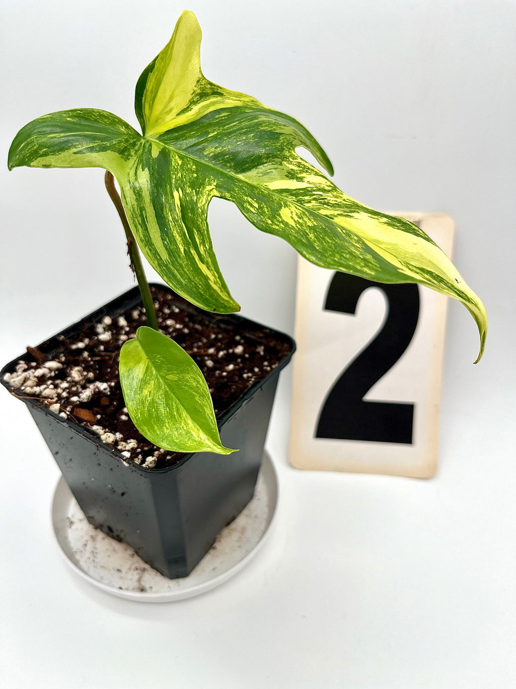 Philodendron Florida Beauty