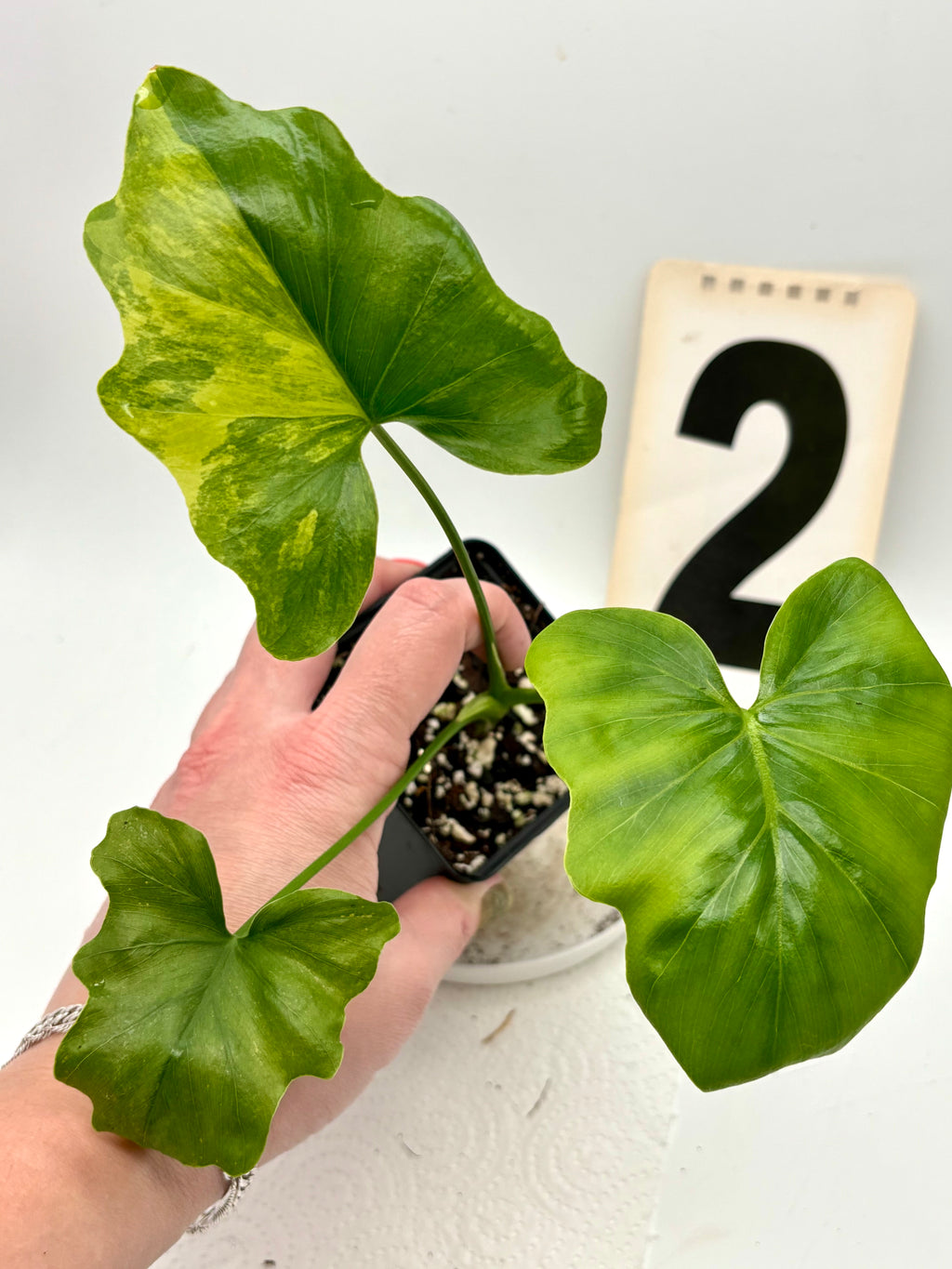 Thaumatophyllum Variegata