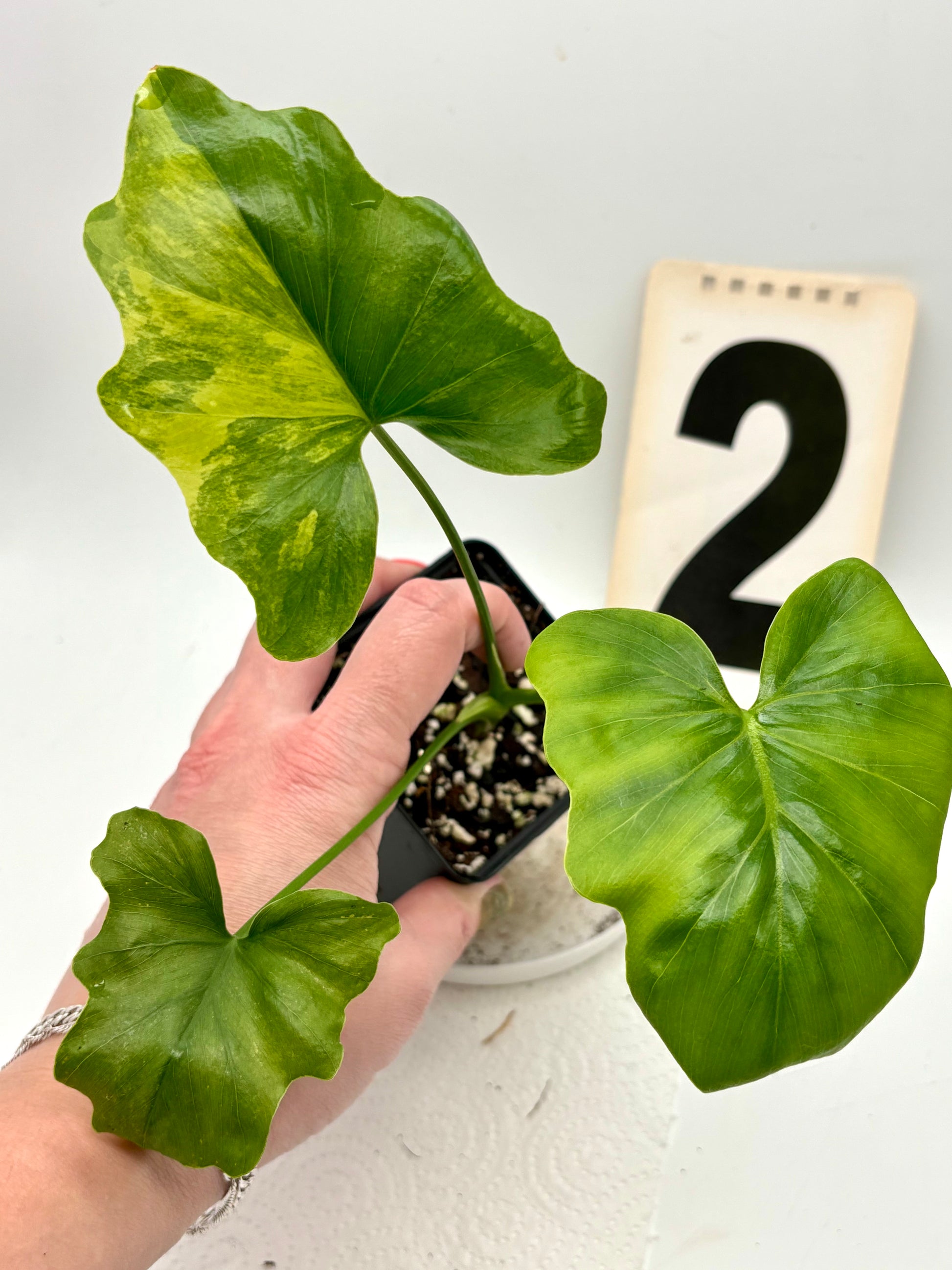 Thaumatophyllum Variegata