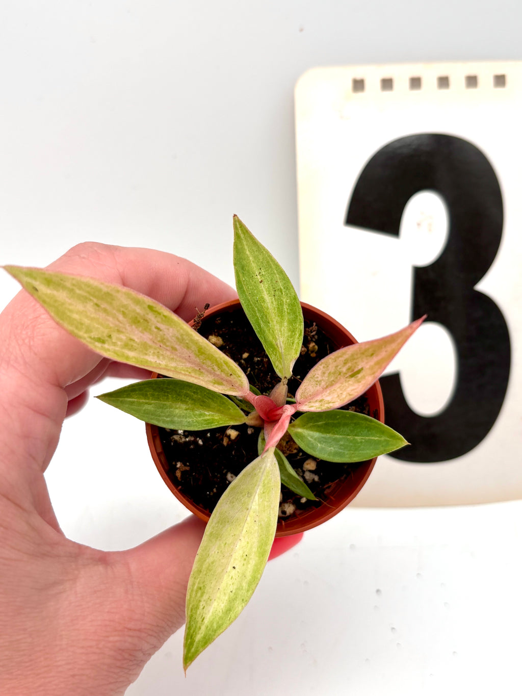 Exotic-Flowers Philodendron Strawberry Caramel Variegata mit grün-rot gefärbten Blättern und attraktiver Musterung.