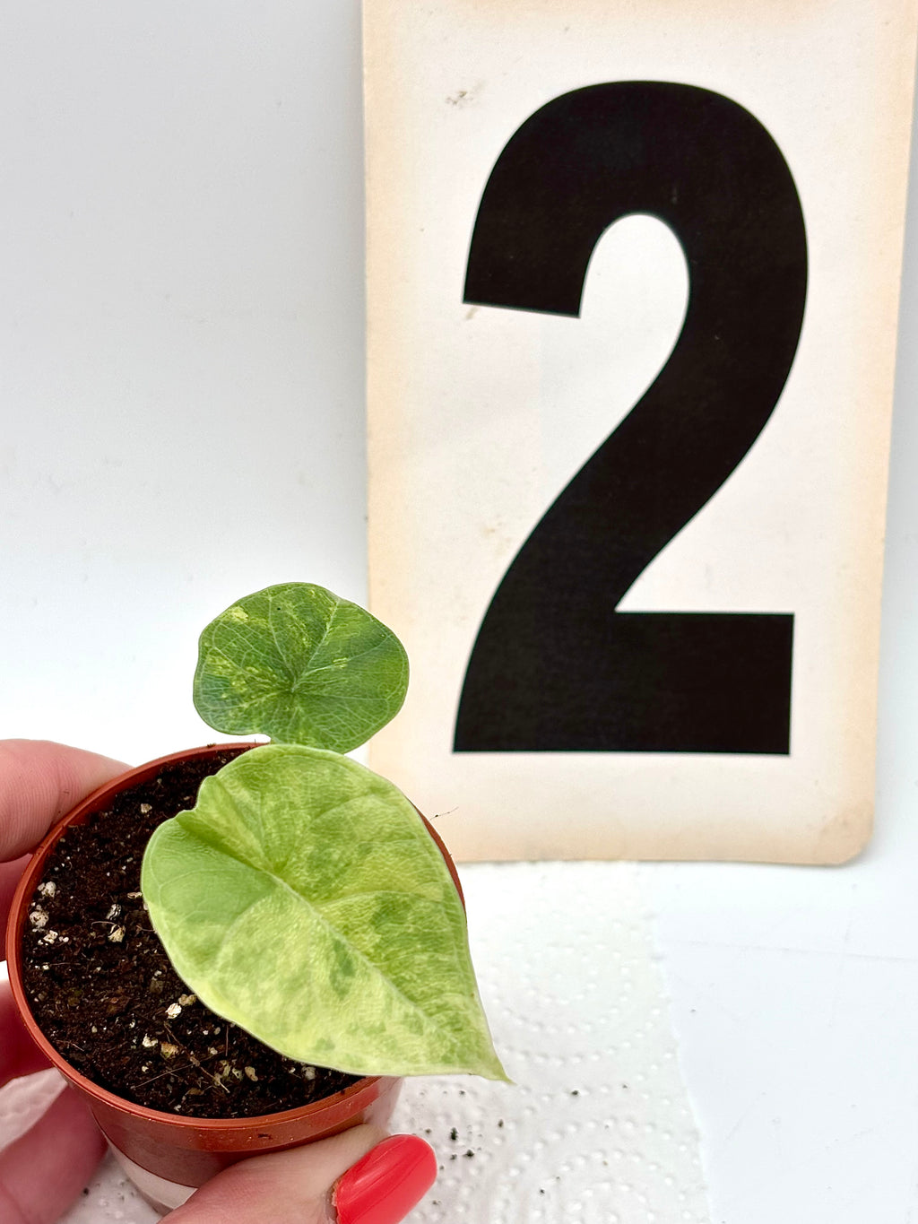 Alocasia Melo Tricolor