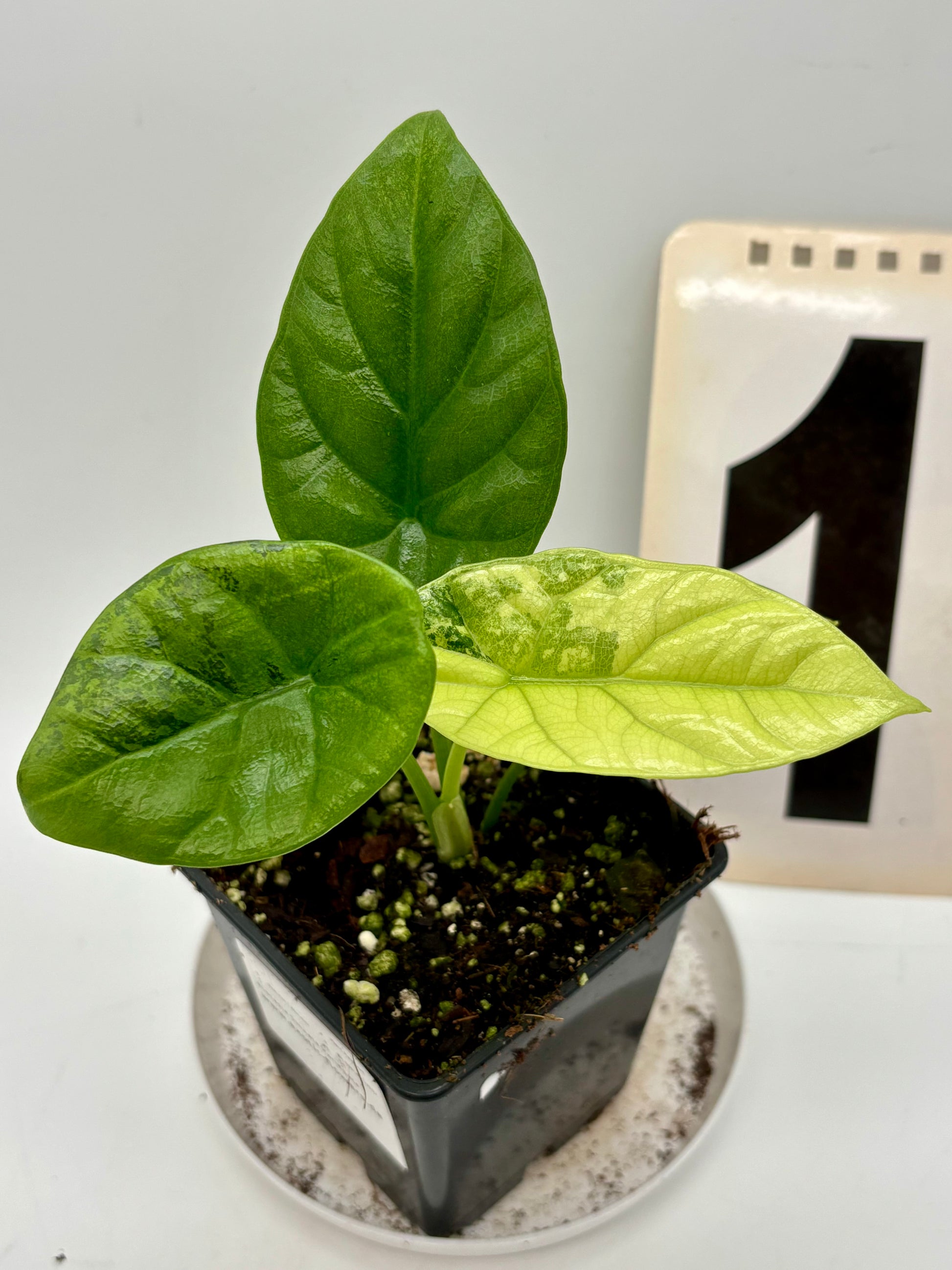 Alocasia Sinuata Variegata