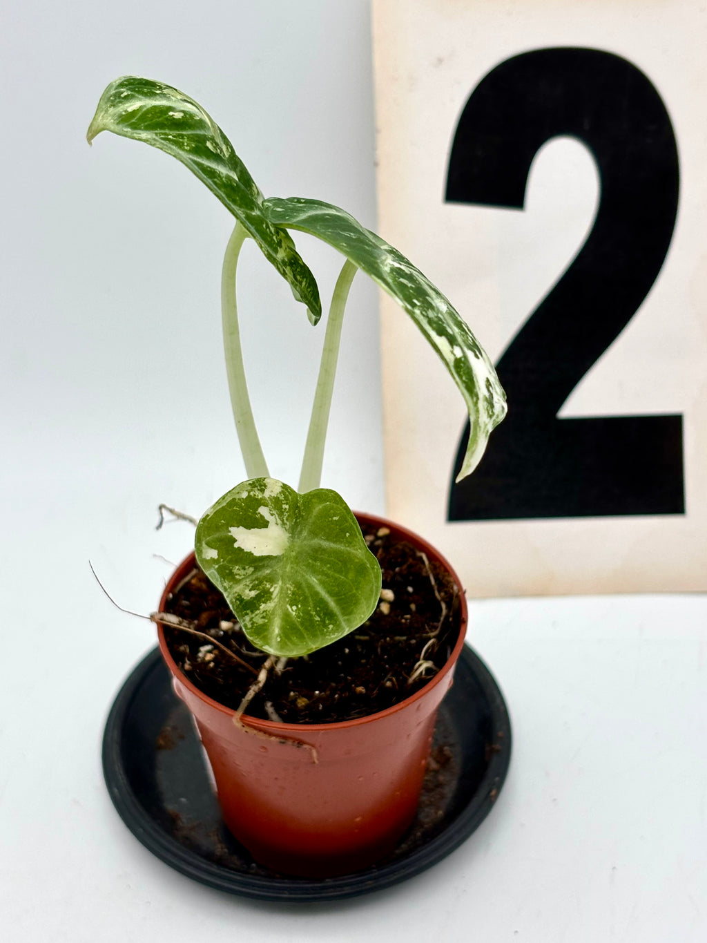 Alocasia Ninja Albo Pflanze mit weißen, grafischen Blättern, exotische Zimmerpflanze von Exotic-Flowers