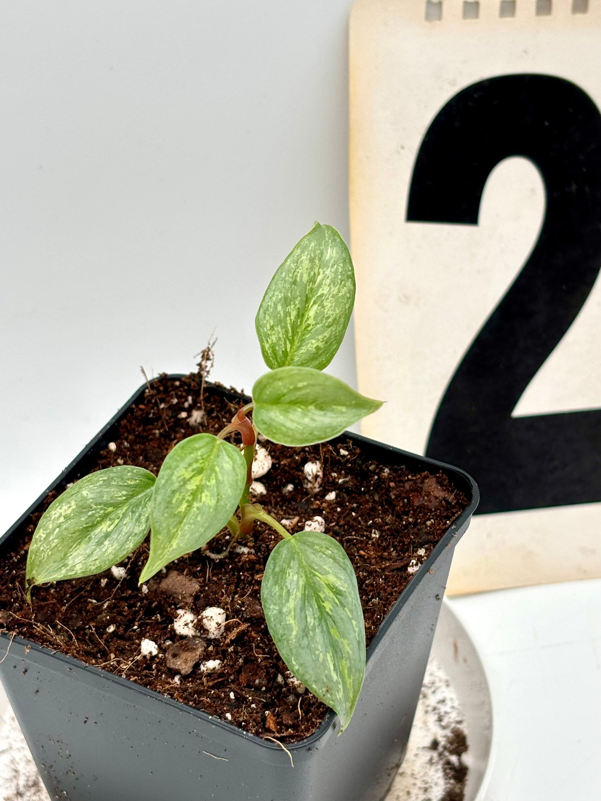 Philodendron Sodiroi Variegata Pflanze von Exotic-Flowers mit grünen und cremefarbenen Blättern.