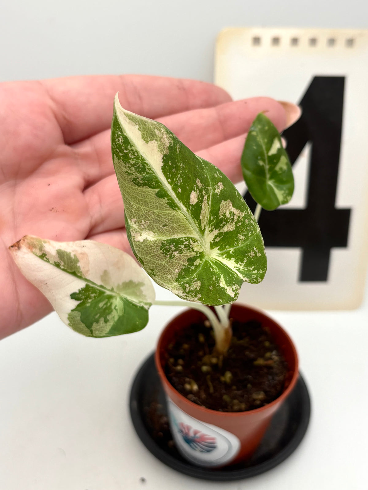 Alocasia Black Velvet Variegata Pflanze mit schwarzen, samtartigen Blättern und weißen Variegation, von Exotic-Flowers.