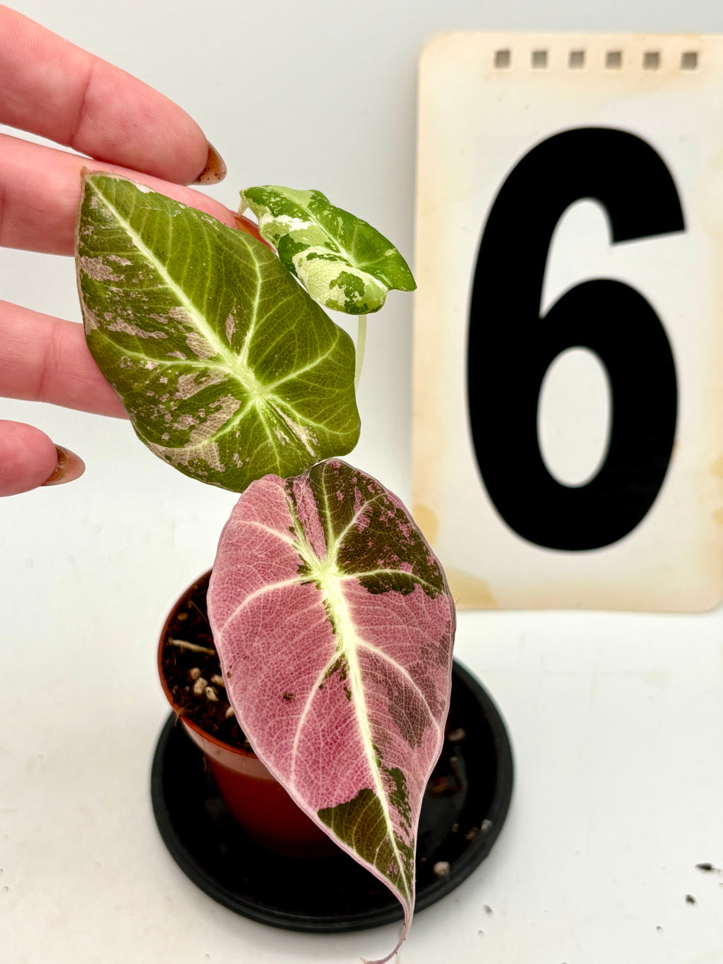 Alocasia Black Velvet Variegata