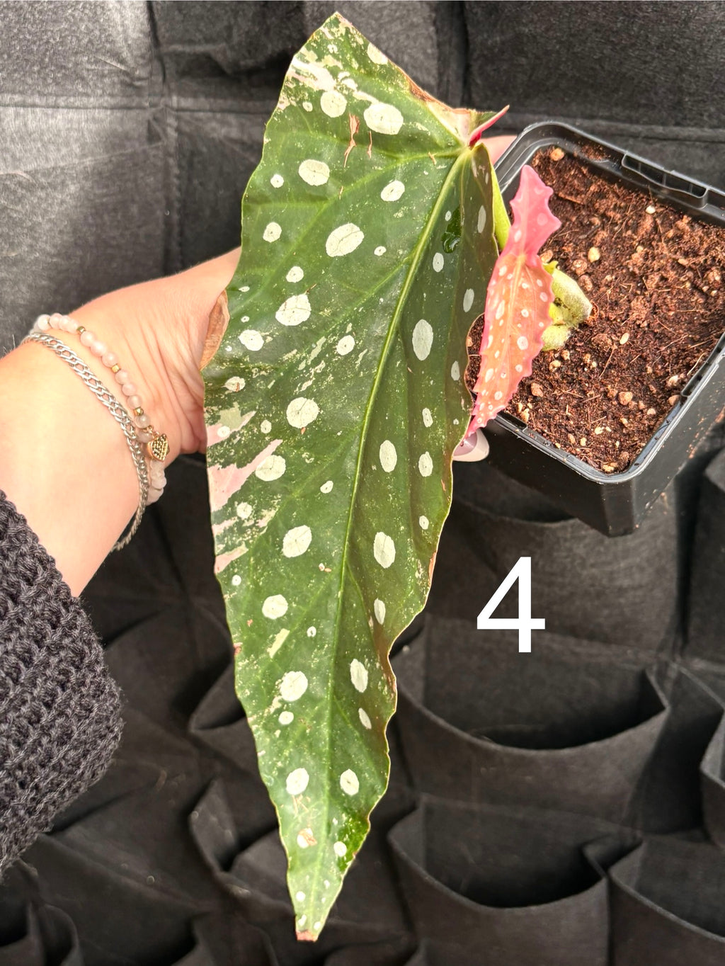 Begonia Maculata Pink Variegata