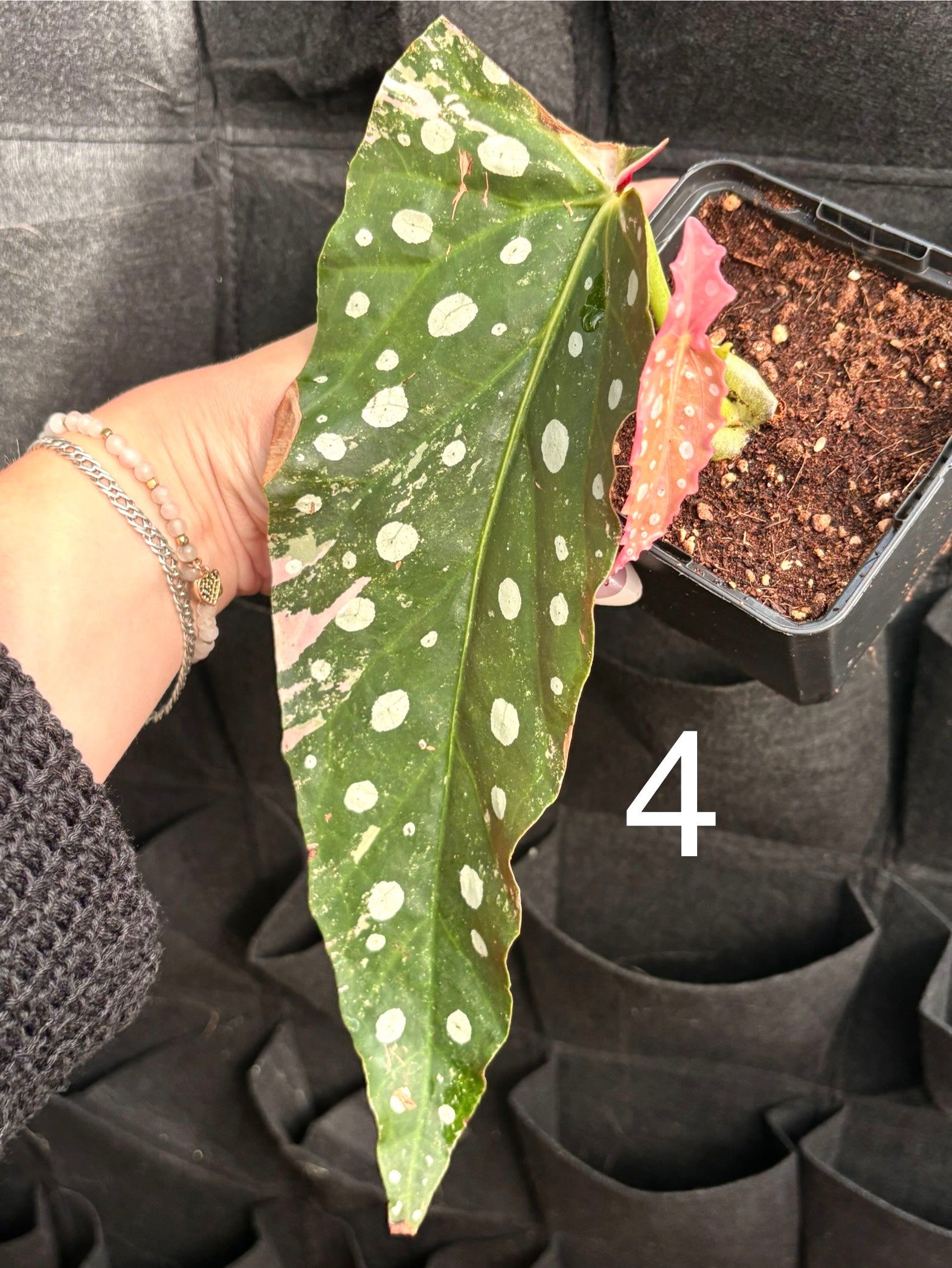 Begonia Maculata Pink Variegata