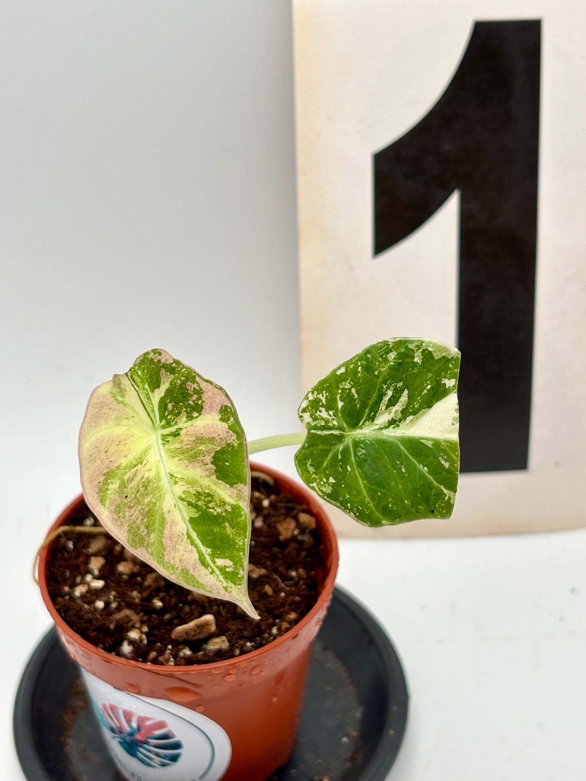 Alocasia Black Velvet Variegata - Exotic-Flowers
