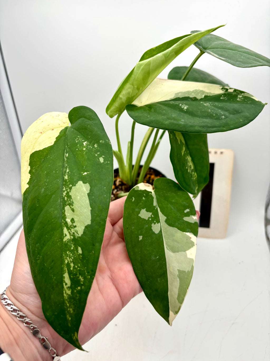 Syngonium Chiapense Variegata