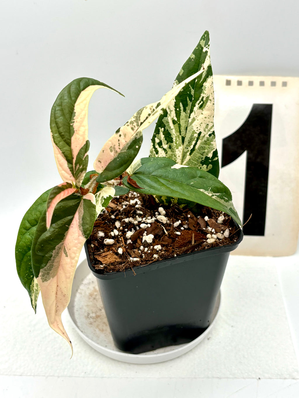 Ficus Sagittata Pink Variegata von Exotic-Flowers mit grünen und rosa-weiß variierten Blättern, Zimmerpflanze, detailreiche Nahaufnahme