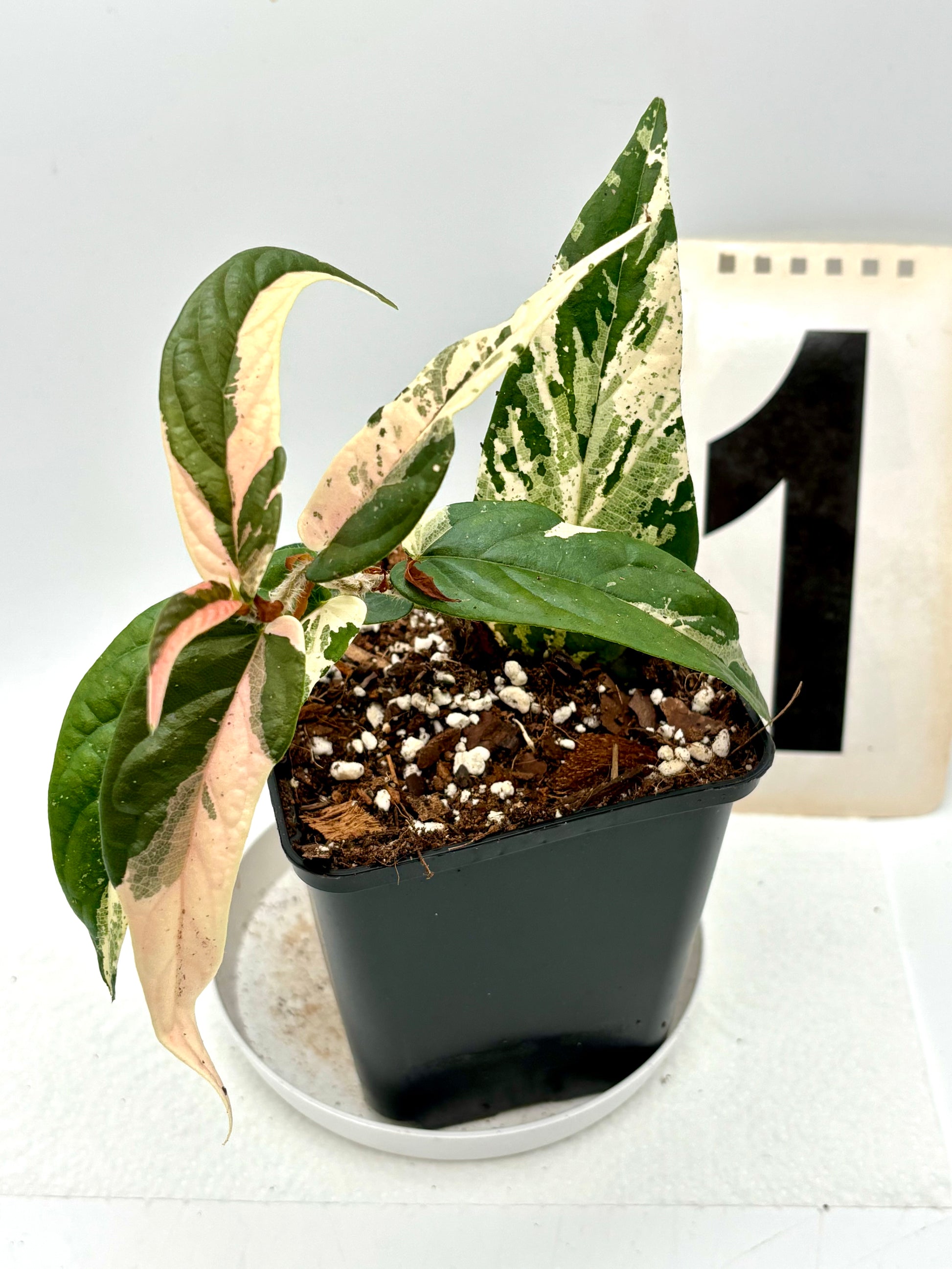 Ficus Sagittata Pink Variegata von Exotic-Flowers mit grünen und rosa-weiß variierten Blättern, Zimmerpflanze, detailreiche Nahaufnahme