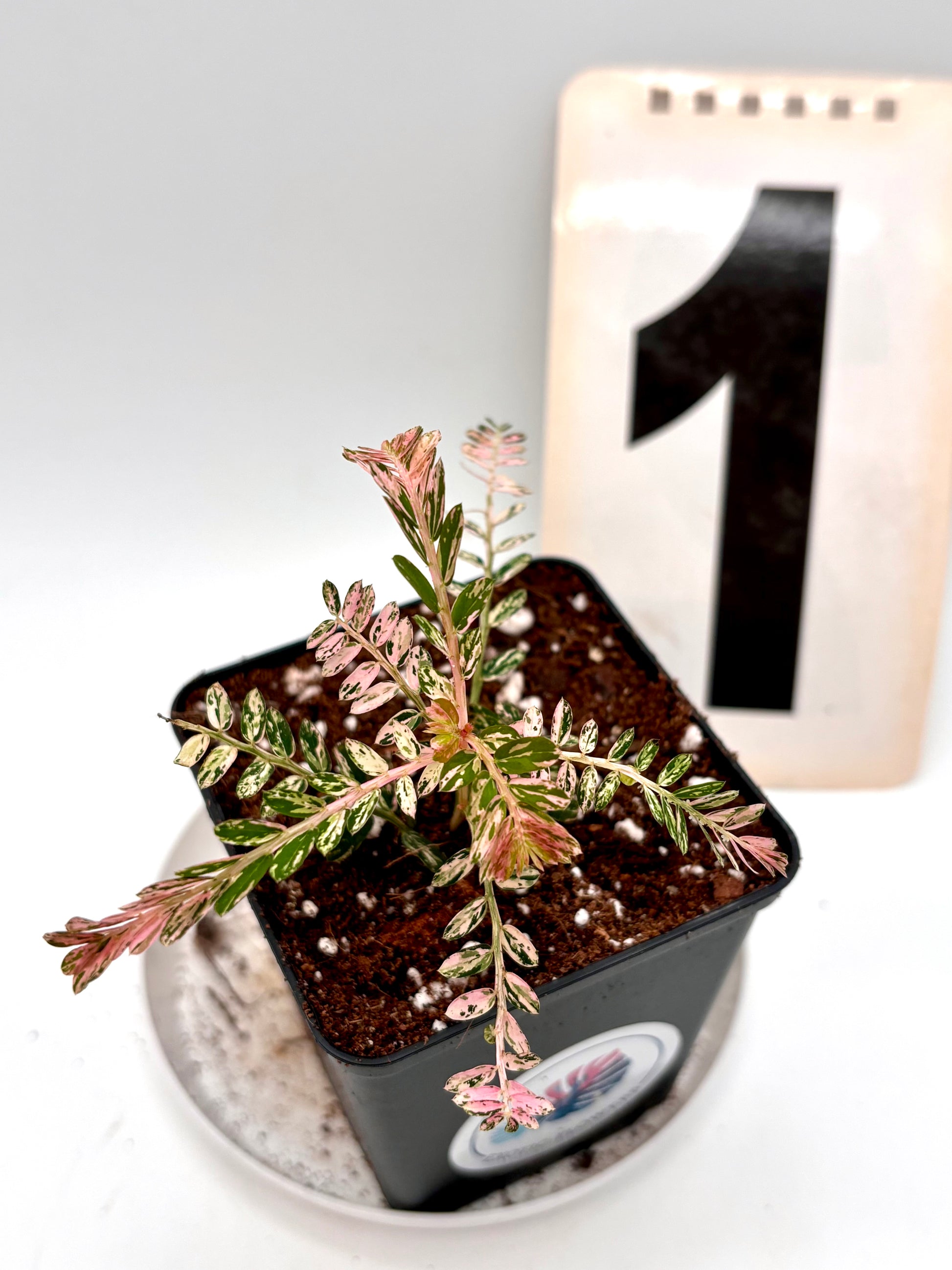 Phyllanthus Urinaria Pink Variegata