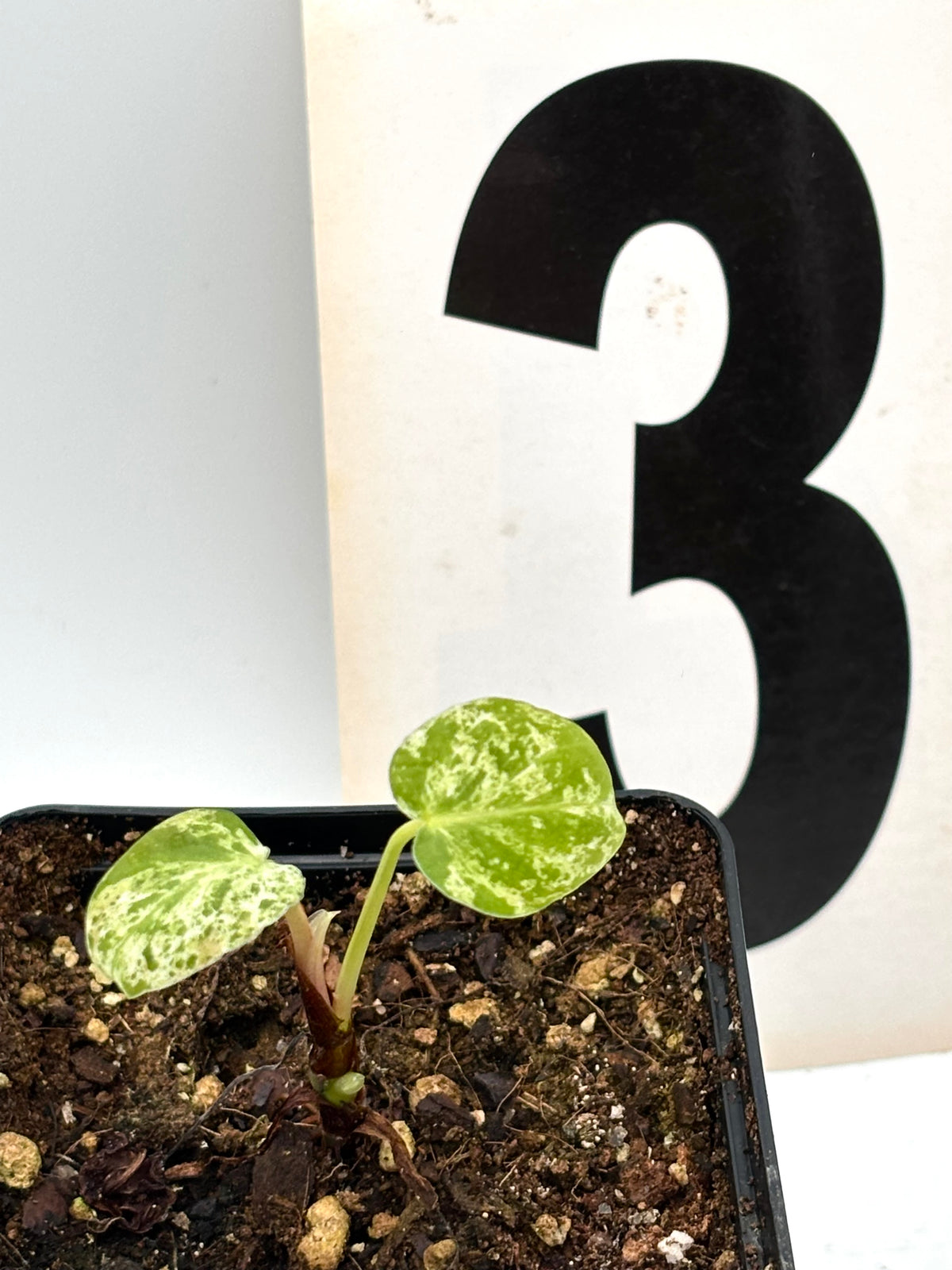 Philodendron Verrucosum Mint Variegata, grüne Pflanze mit cremeweißer Musterung, exotischer Blattschmuck, im Topf.