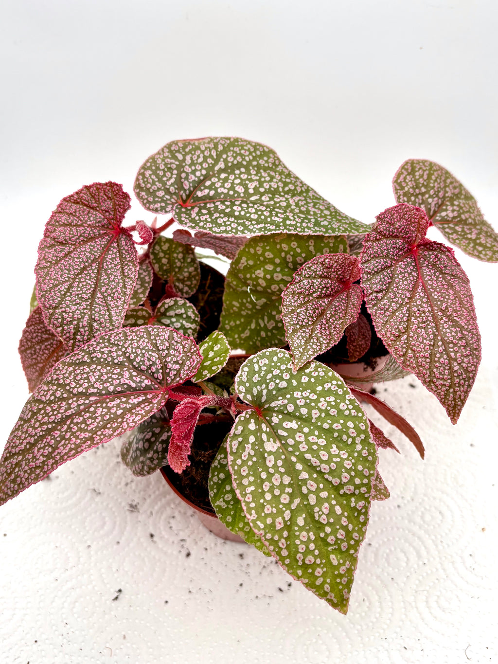 Begonie Pink Spot von Exotic-Flowers mit pinken, gepunkteten Blättern und Blüten, Nahaufnahme der Pflanze in Top-Qualität