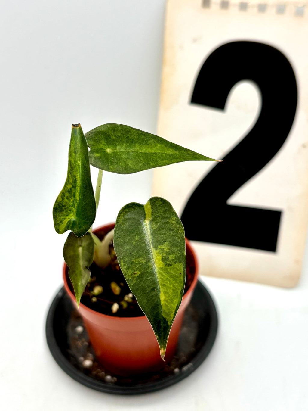 Alocasia Bambino Aurea Variegata Pflanze von Exotic-Flowers mit grünen und gelben variegierten Blättern
