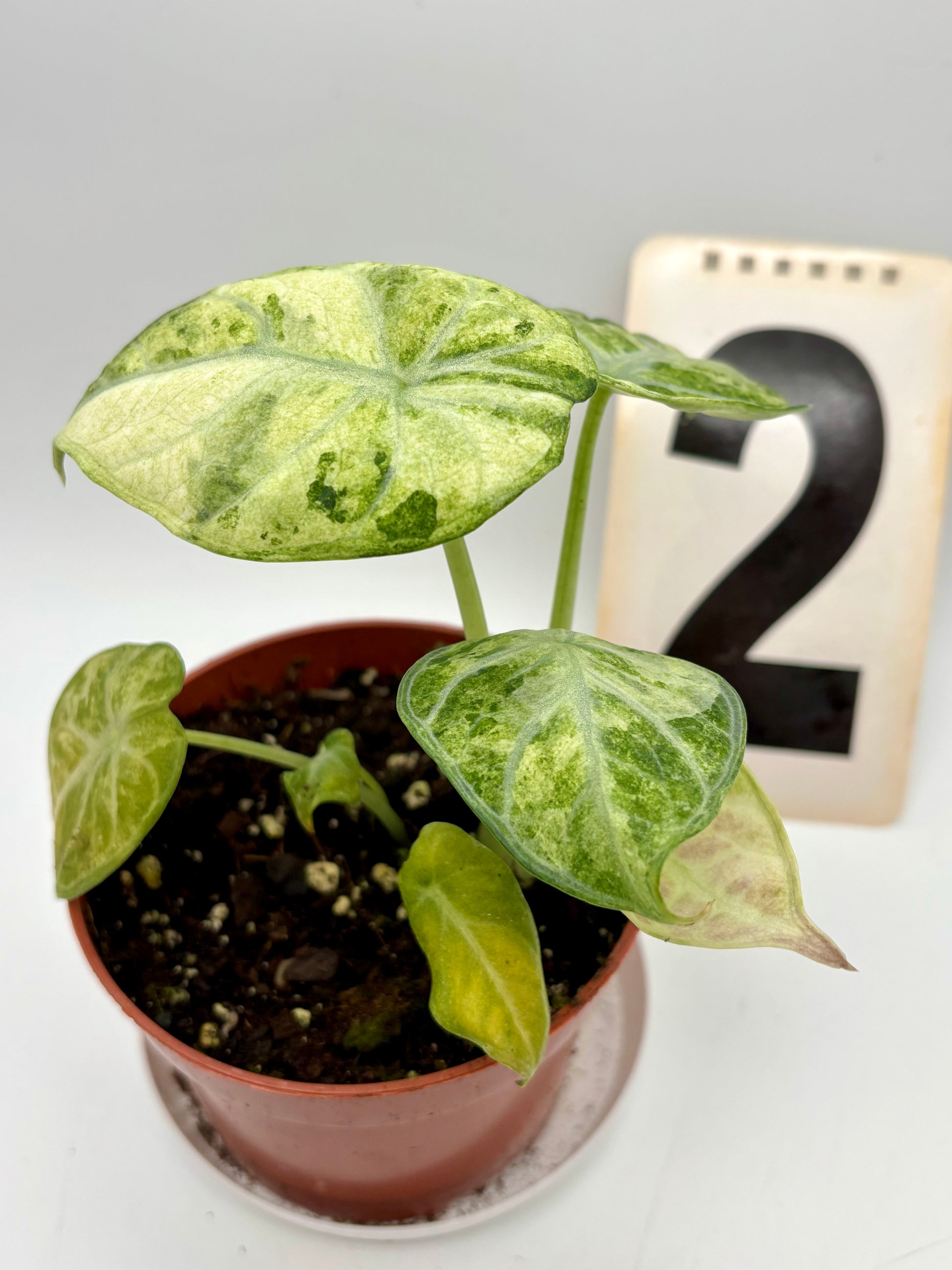 Alocasia Ninja Tricolor