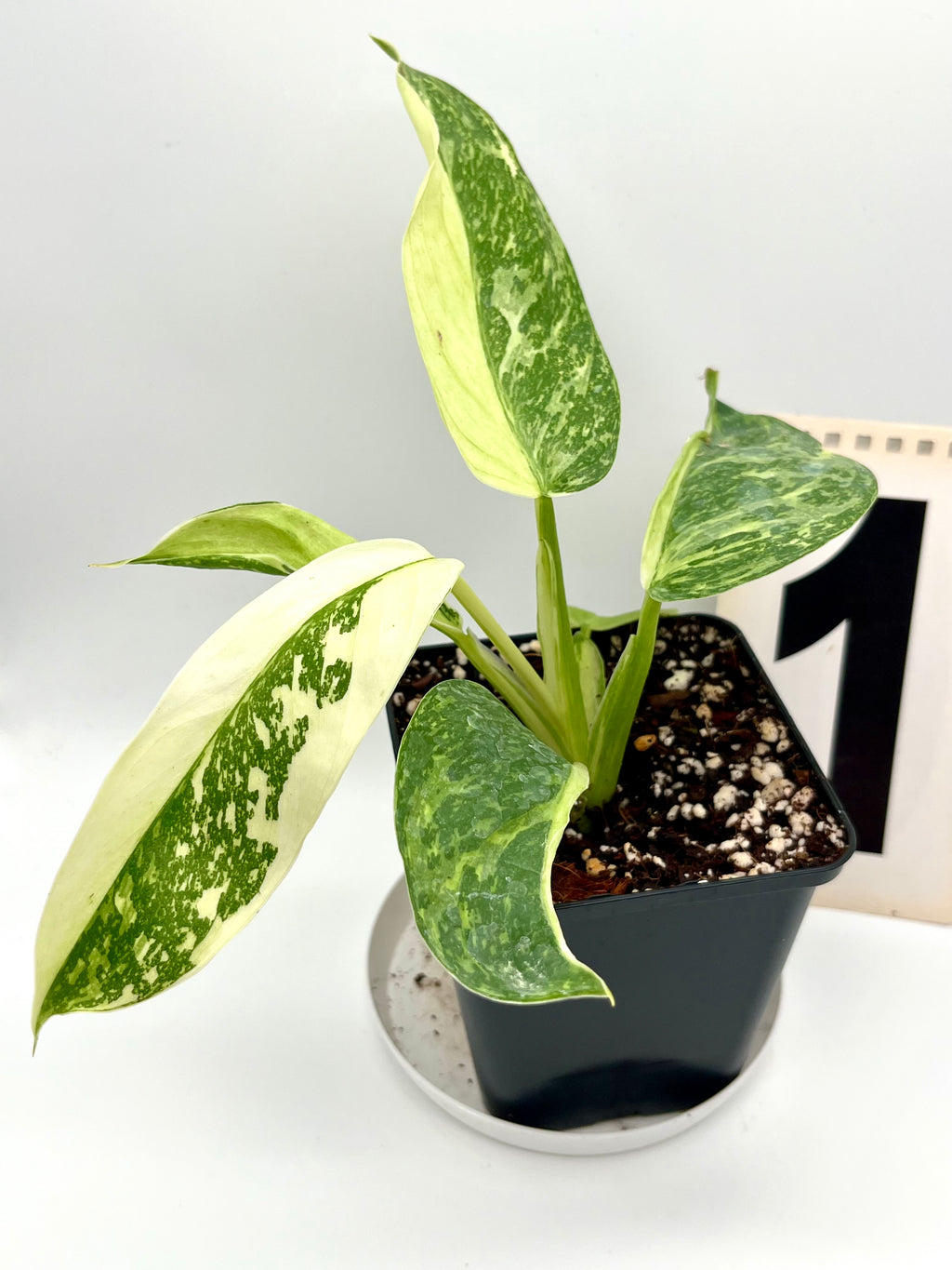Philodendron Jose Buono