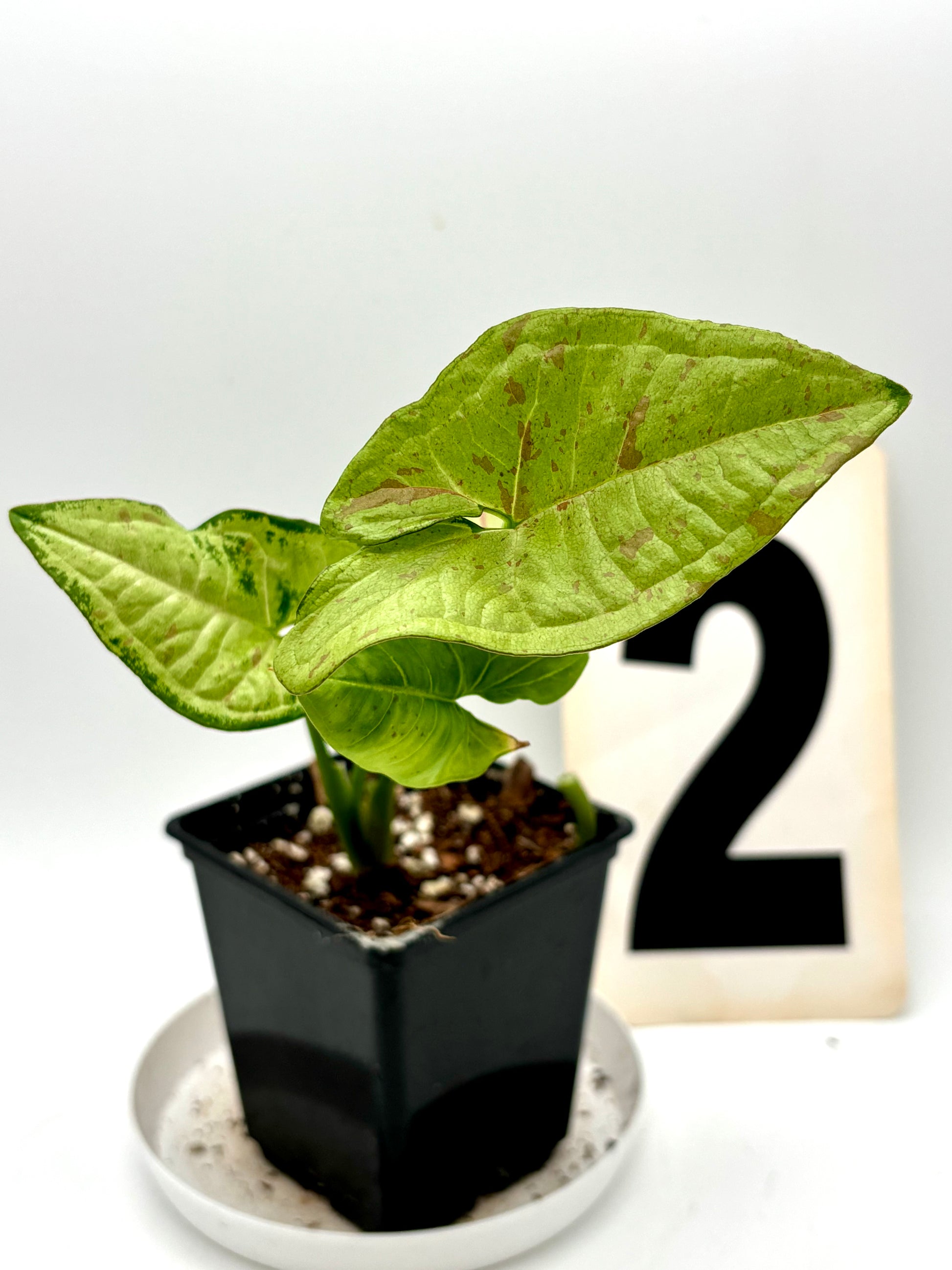 Syngonium Confetti Tricolor