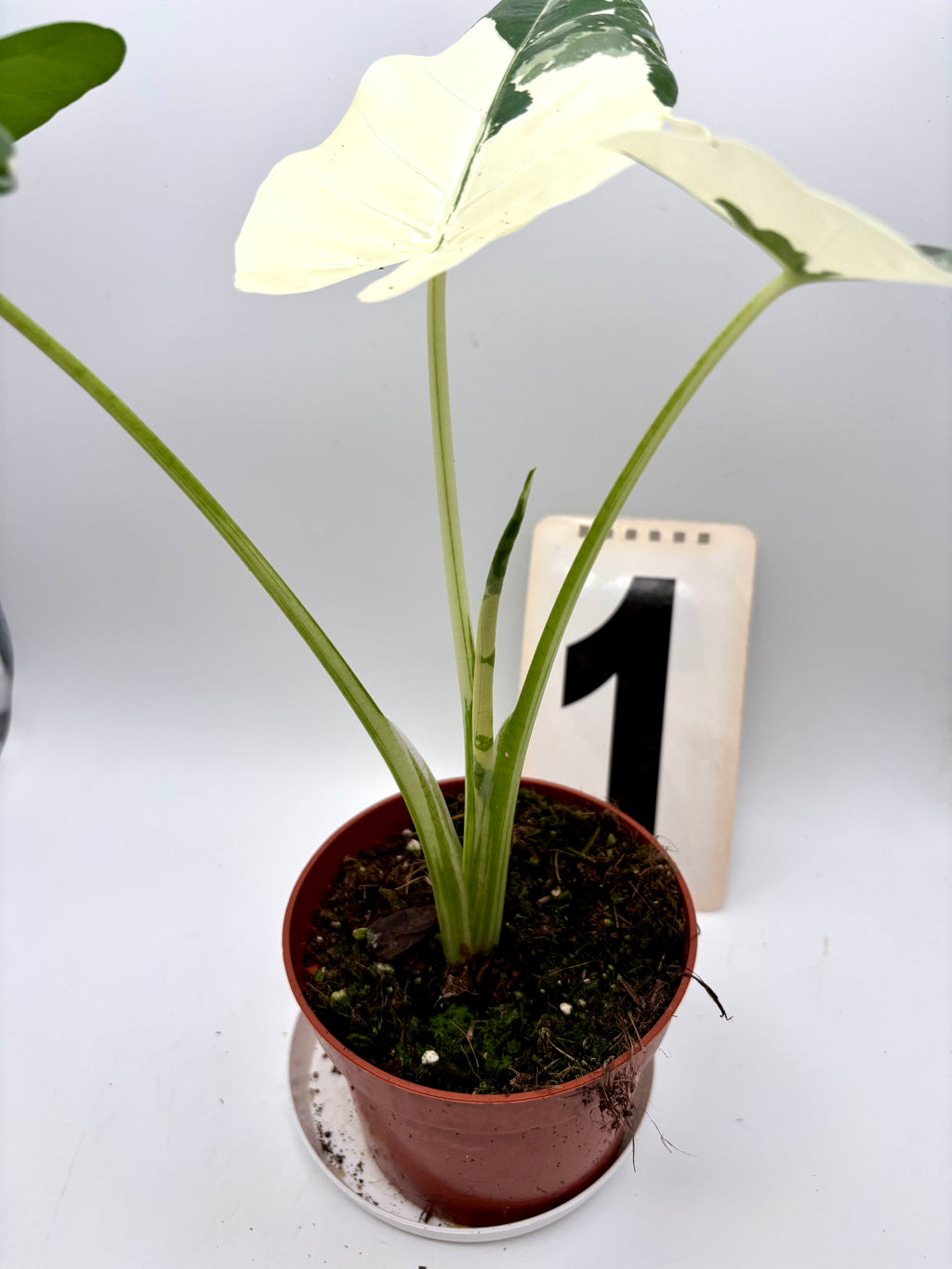 Alocasia Macrorrhiza Albo Variegata