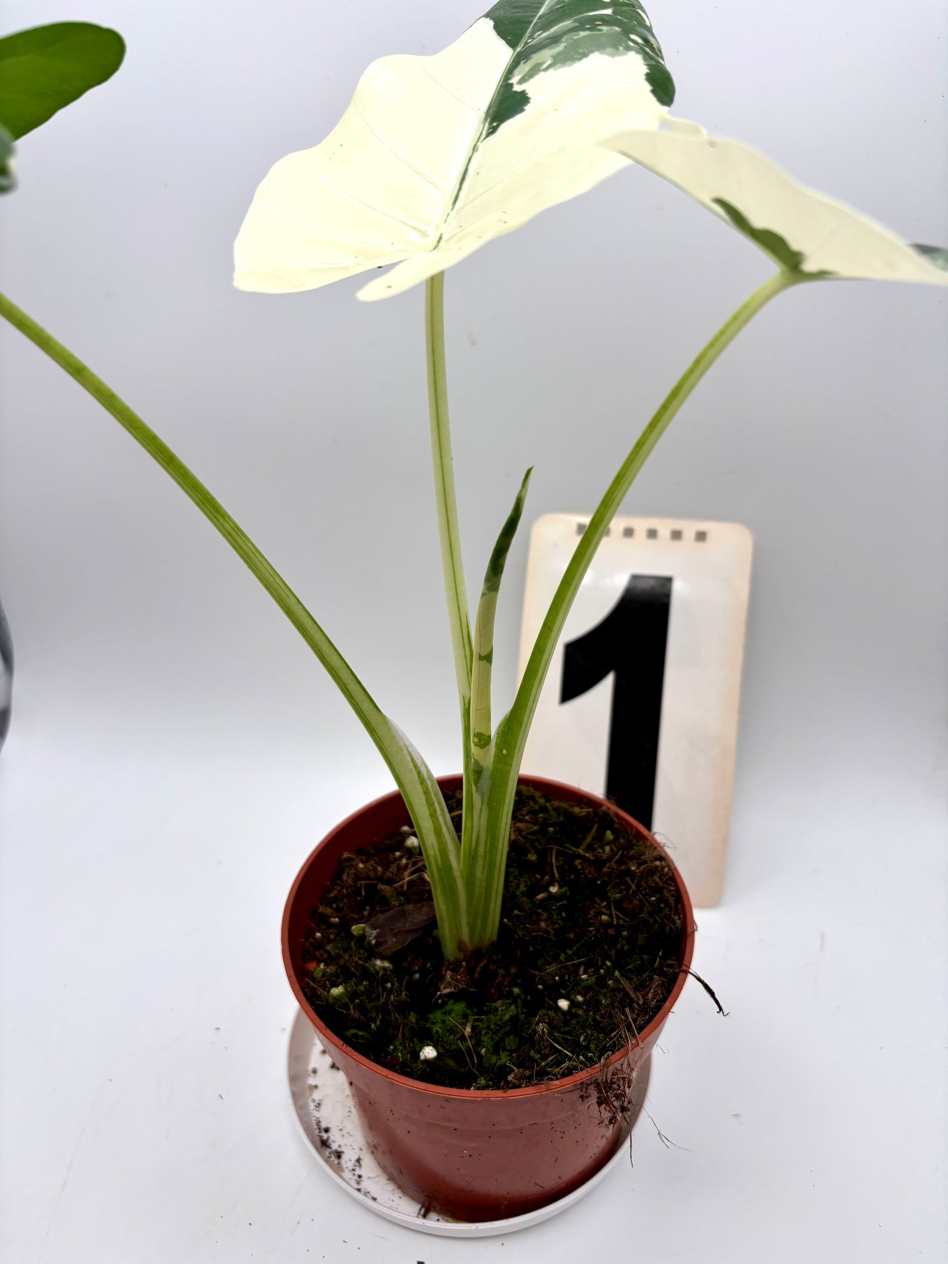 Alocasia Macrorrhiza Albo Variegata