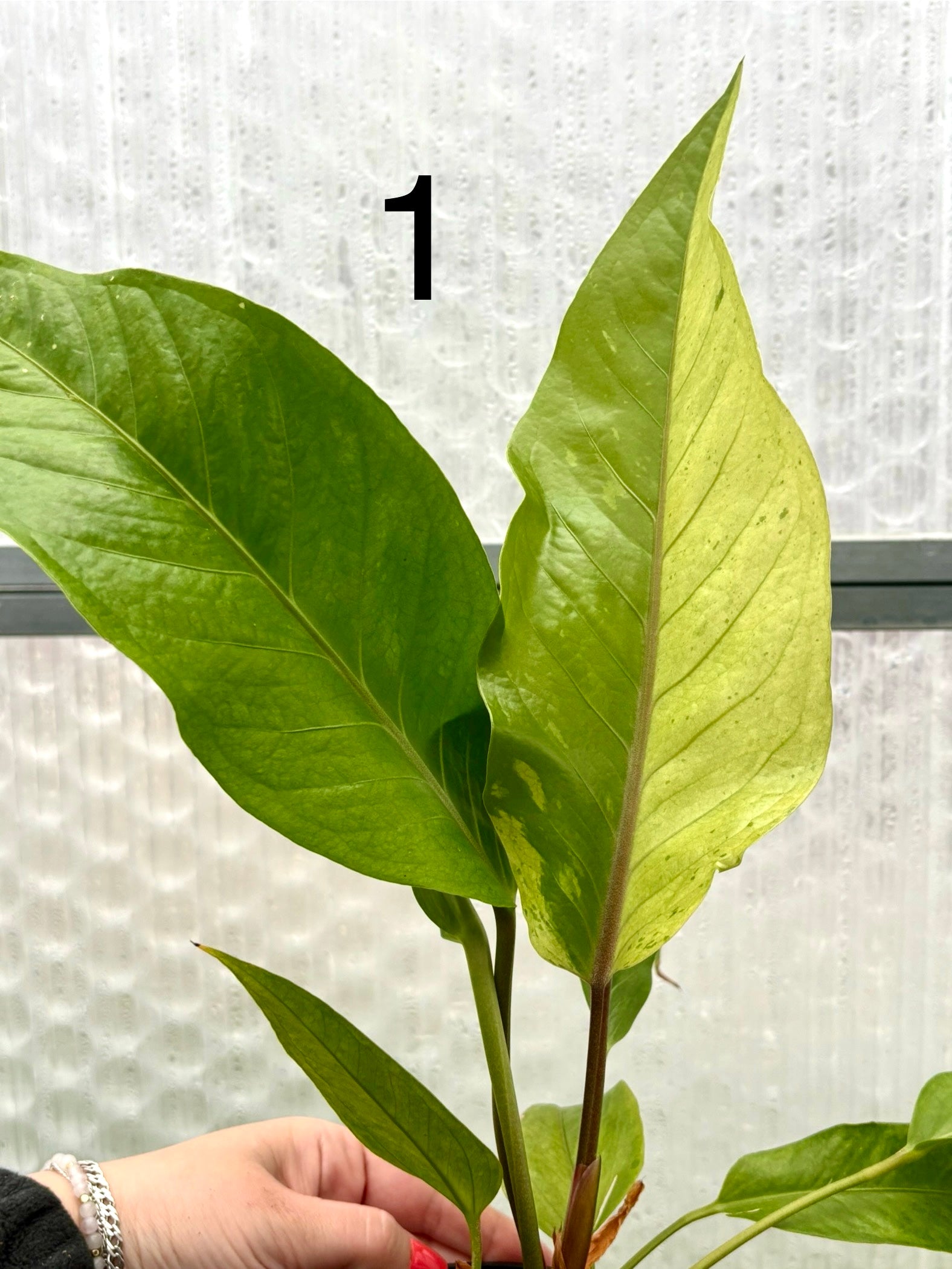 Anthurium Hookeri Variegata von Exotic-Flowers, grüne und variegierte Blätter, Nahaufnahme der Pflanze in Topf.