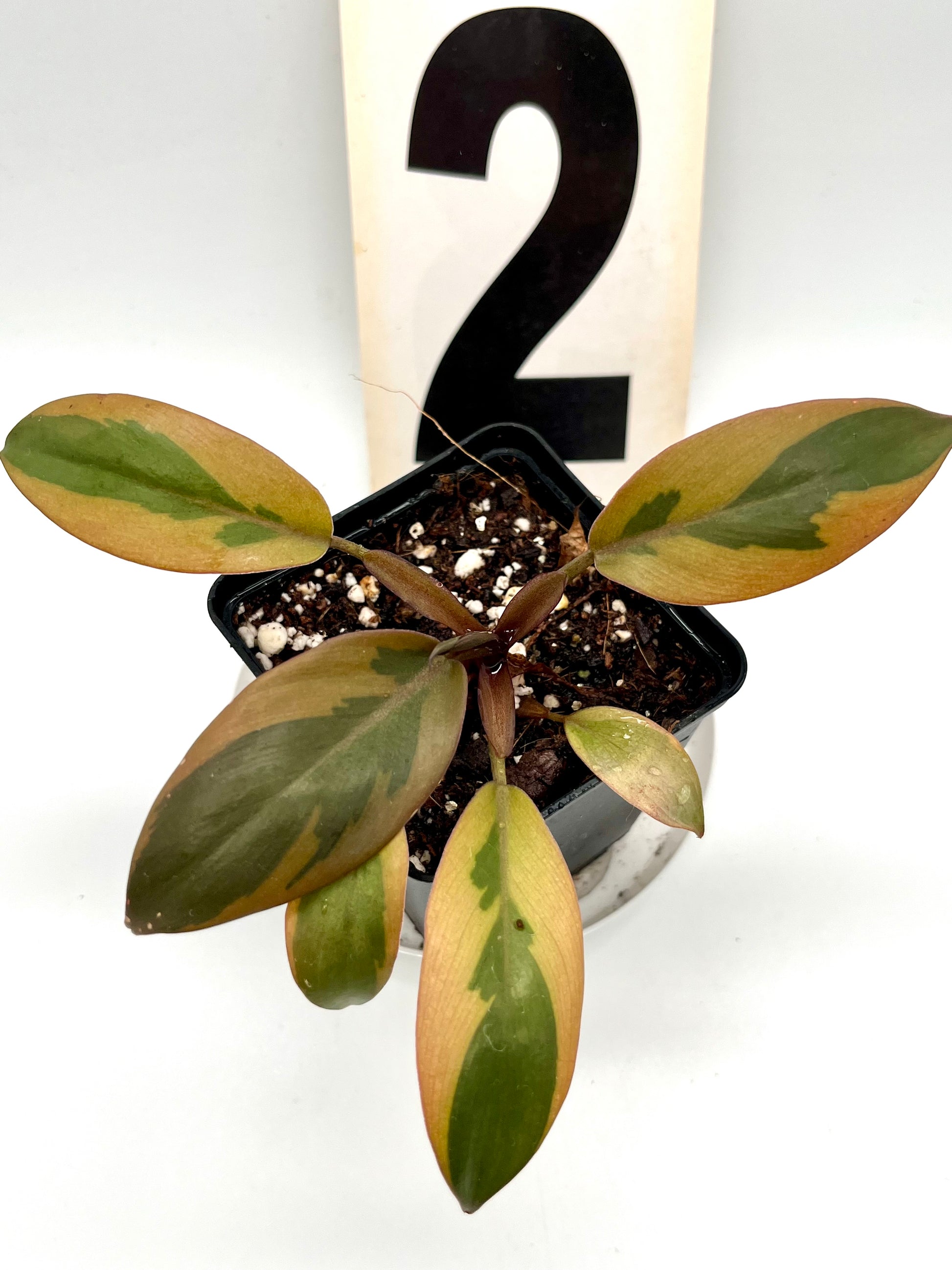 Philodendron Black Cardinal Variegata
