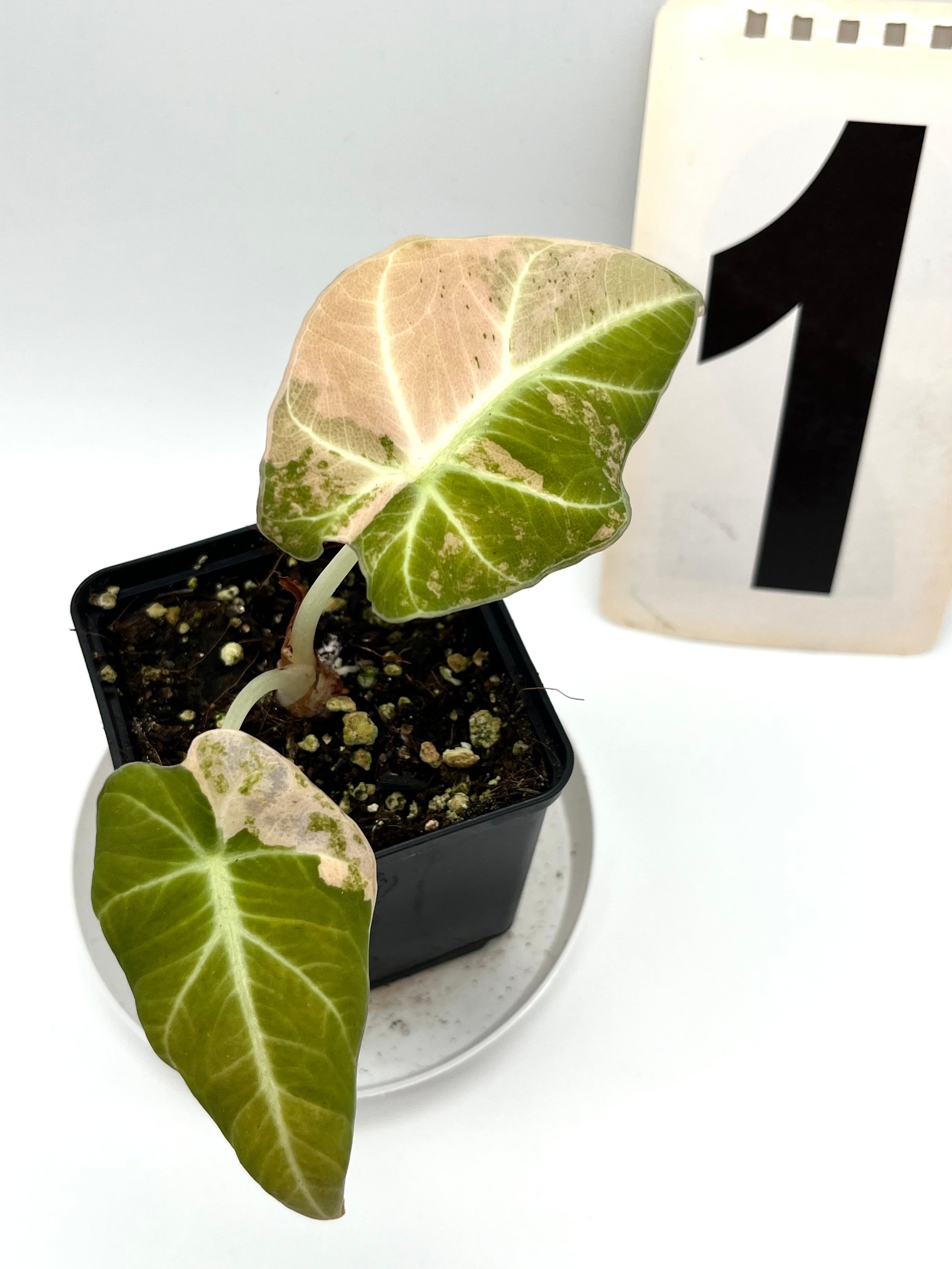 Alocasia Black Velvet Aurea Variegata