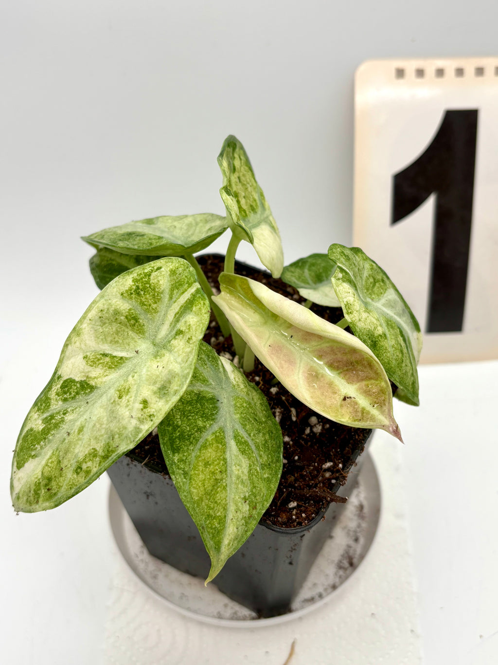 Alocasia Ninja Tricolor