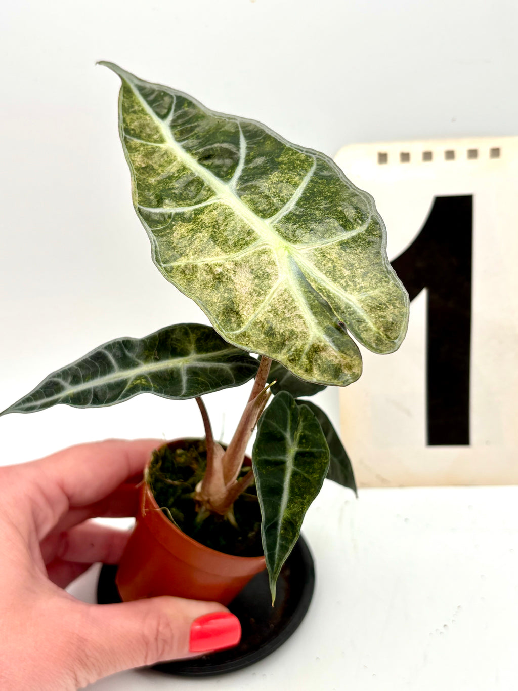Alocasia Polly Aurea Variegata Pflanze mit grünen und goldgelben Blättern, im Topf, von Exotic-Flowers.