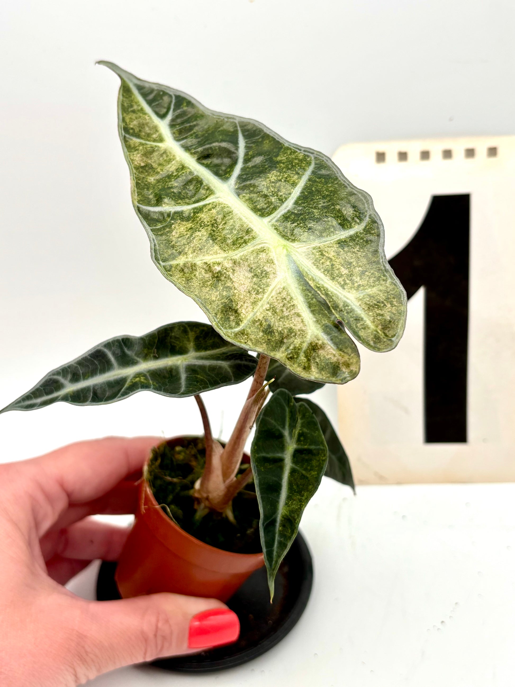 Alocasia Polly Aurea Variegata Pflanze mit grünen und goldgelben Blättern, im Topf, von Exotic-Flowers.