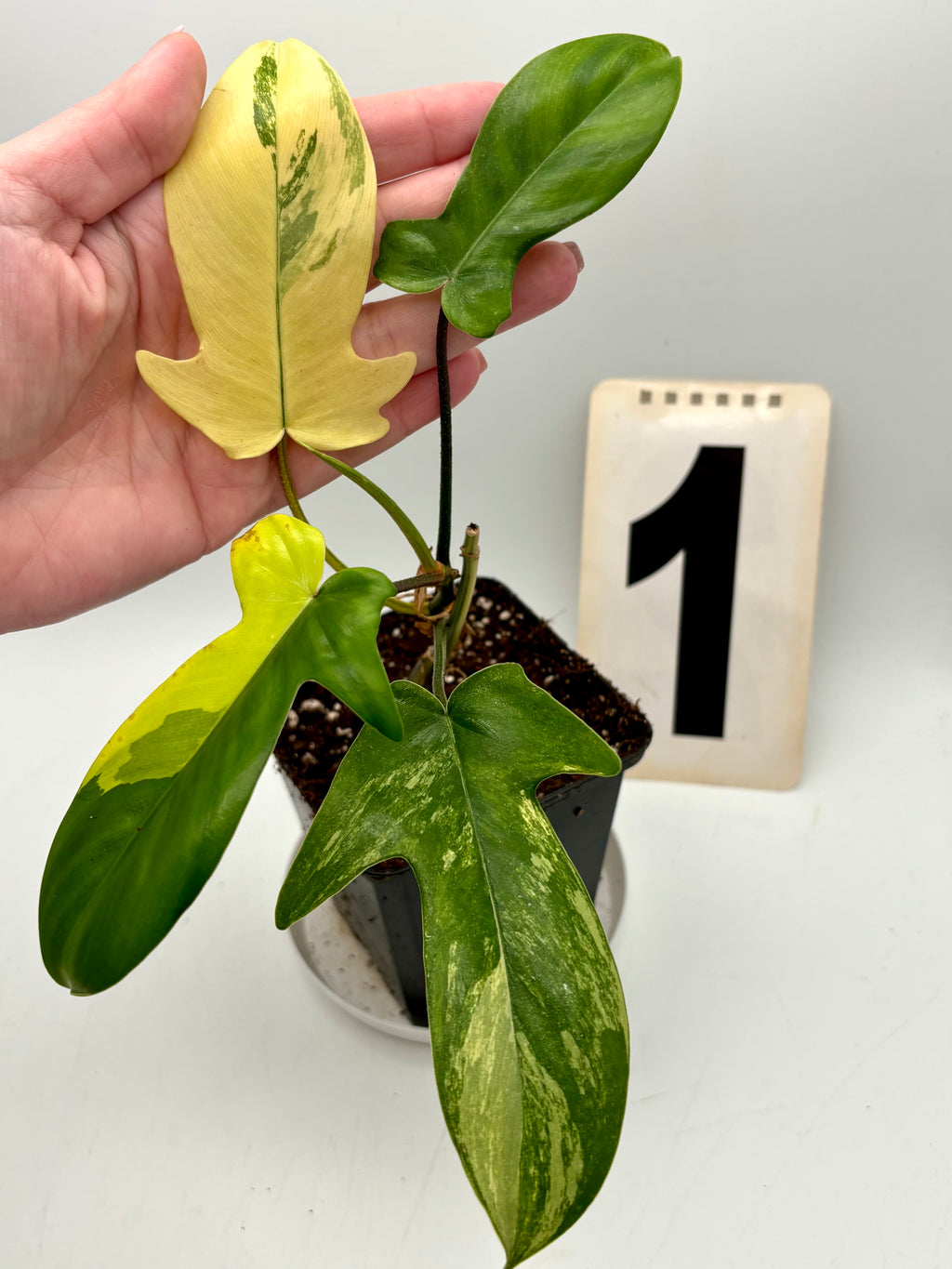 Philodendron Florida Beauty - Exotic-Flowers