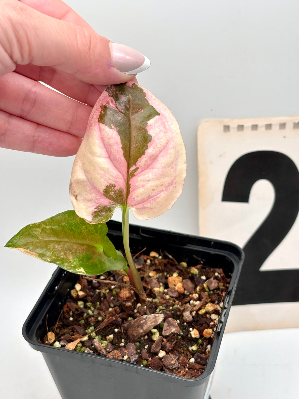 Syngonium Strawberry Ice Galaxy Pflanze mit grün-rosa Blättern, exotische Zimmerpflanze von Exotic-Flowers.