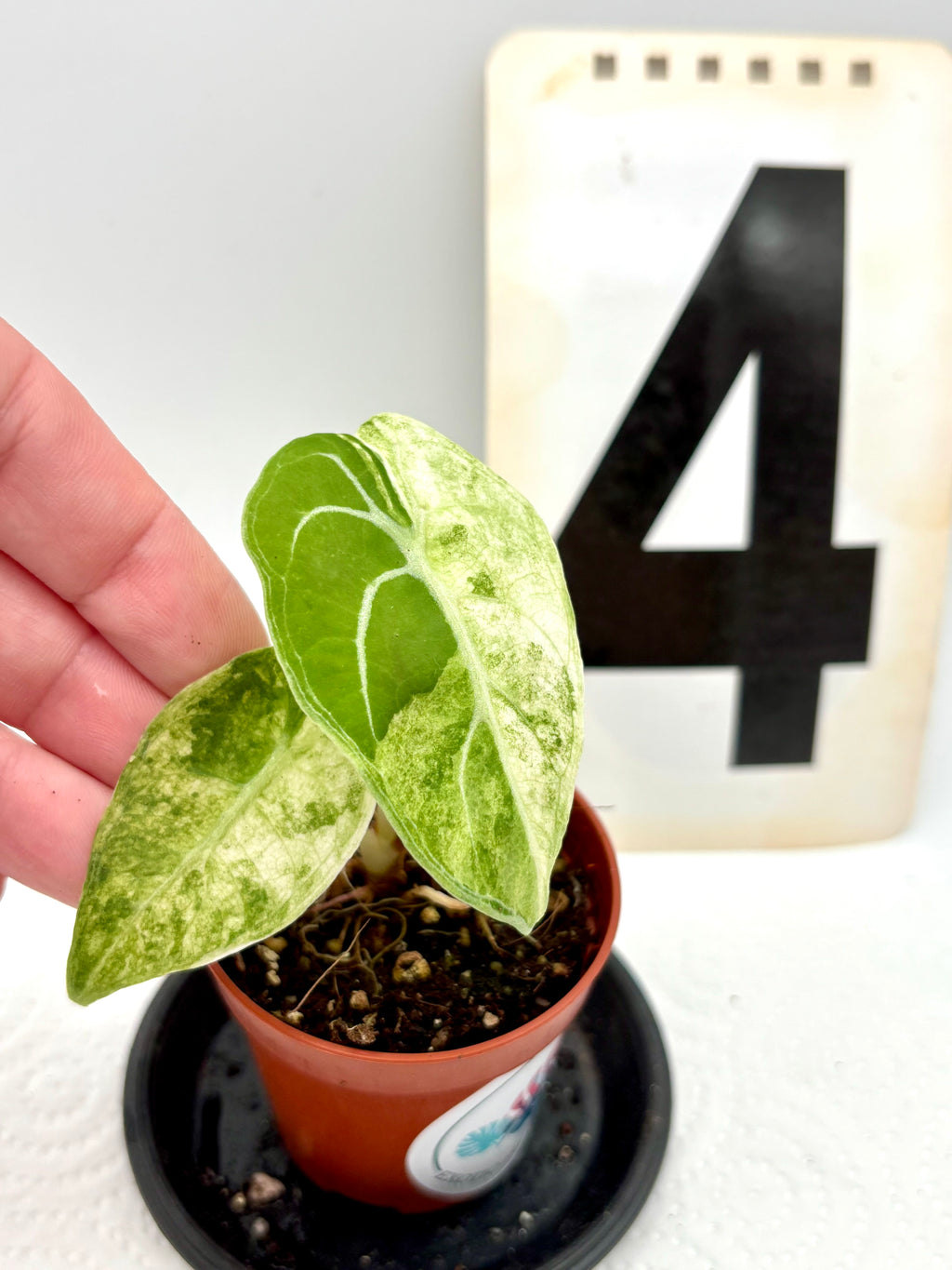 Alocasia Watsoniana Variegata Pflanze von Exotic-Flowers mit glänzenden, variegierten grünen Blättern und auffälliger Musterung