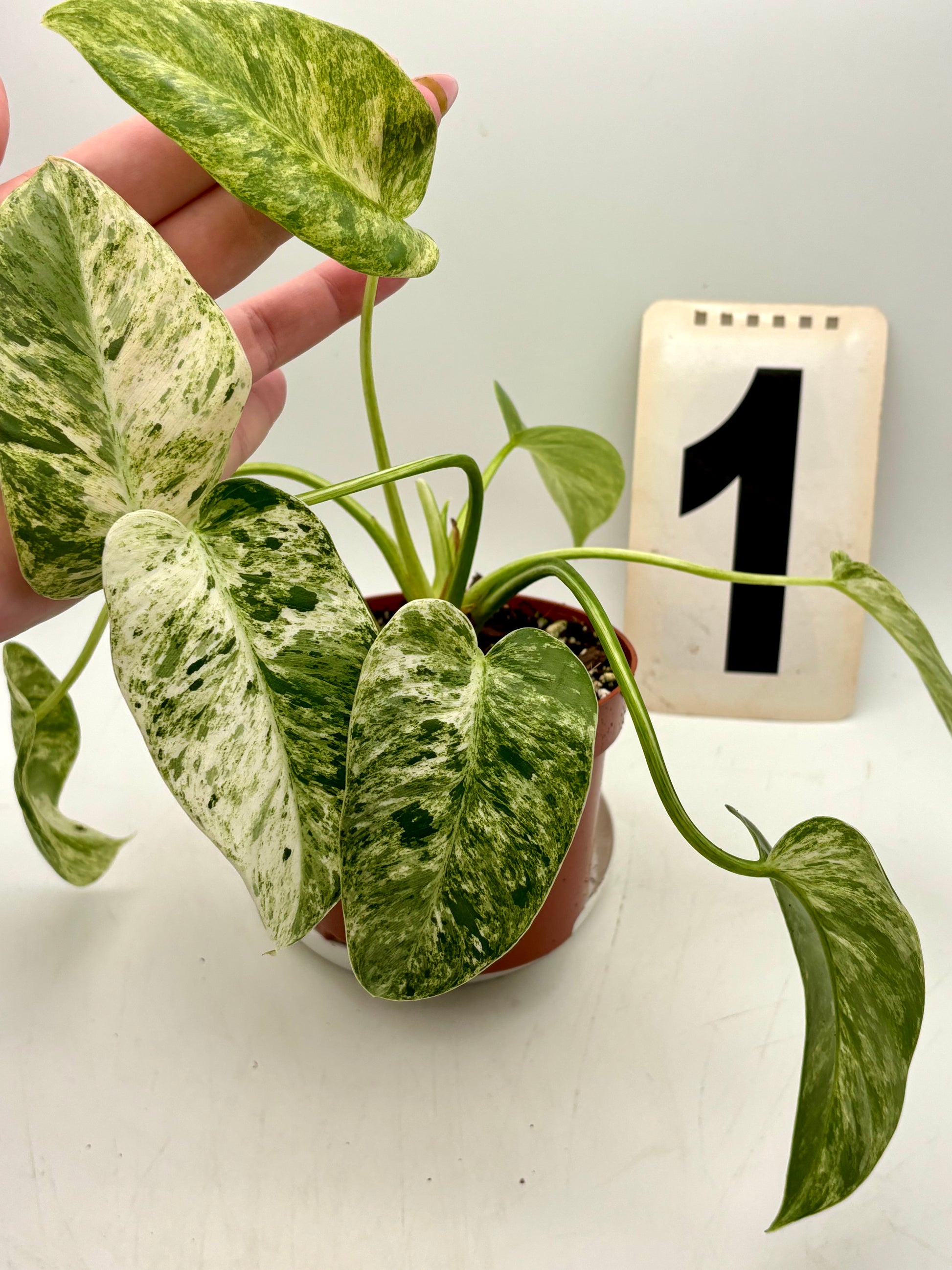Philodendron Giganteum Variegata von Exotic-Flowers, große grüne Blätter mit weißen Variegationen, Zimmerpflanze, Nahaufnahme