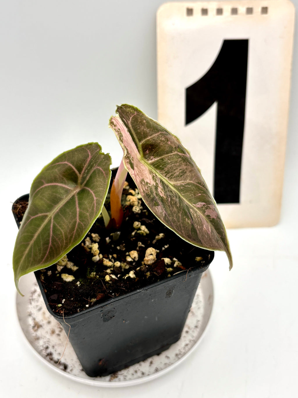 Alocasia Azlanii Variegata - Exotic-Flowers