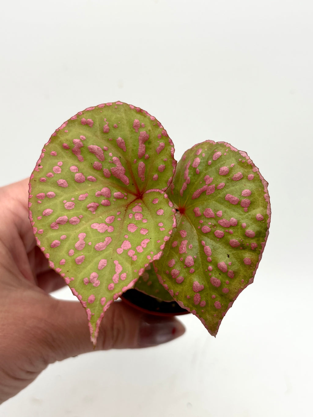 Beflockte Begonia sp. Muara Wahau Pflanze von Exotic-Flowers mit grünen Blättern und rotem Sukkulenten-Hintergrund