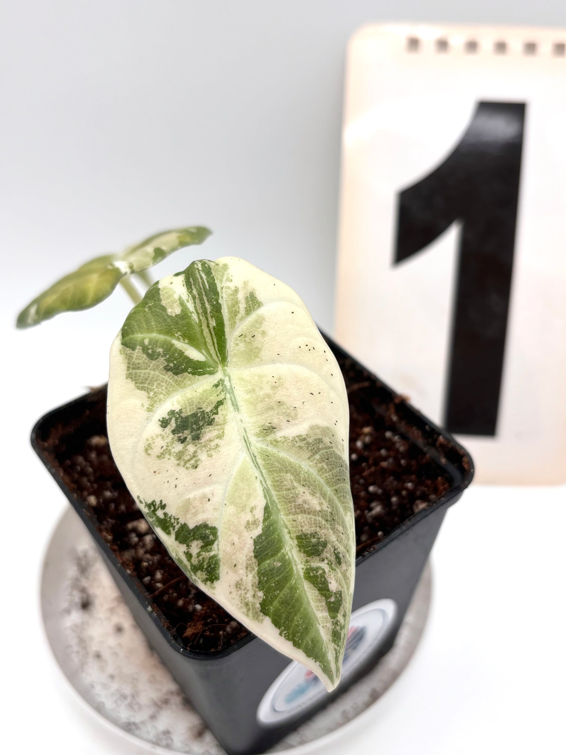 Alocasia Maharani Variegata