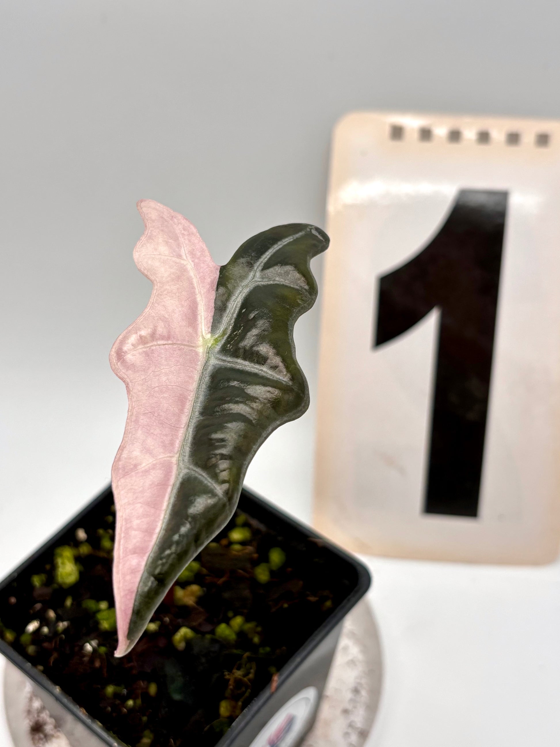 Alocasia Nobilis Variegata