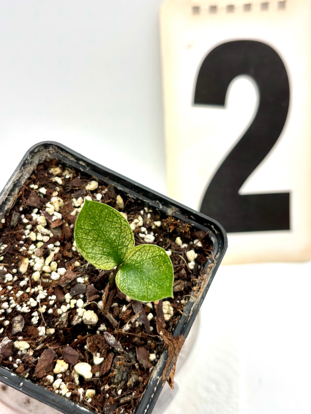 Zamioculcas Chameleon Variegata