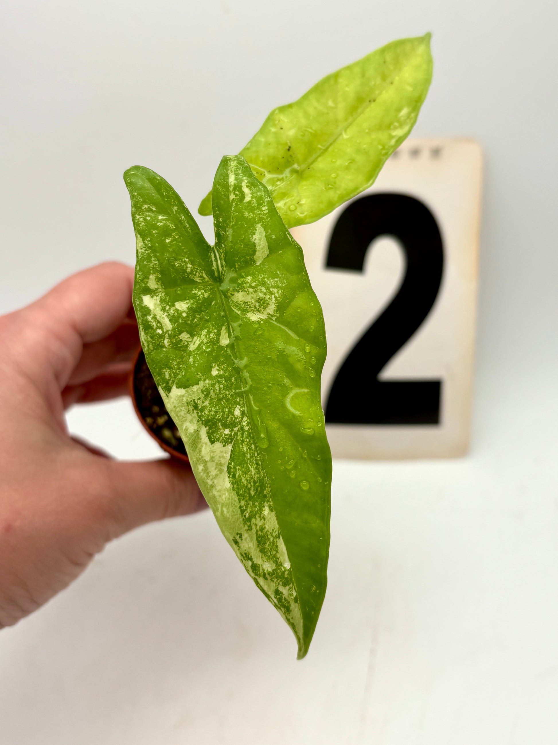 Alocasia Simpo Albo Variegata Pflanze mit grünen und weißen Blättern, exotische Zimmerpflanze von Exotic-Flowers