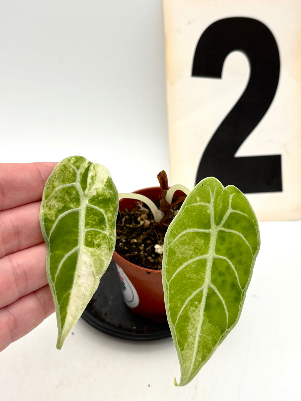 Alocasia Watsoniana Variegata Pflanze von Exotic-Flowers mit glänzenden Blättern und auffälliger weißer Variegation.