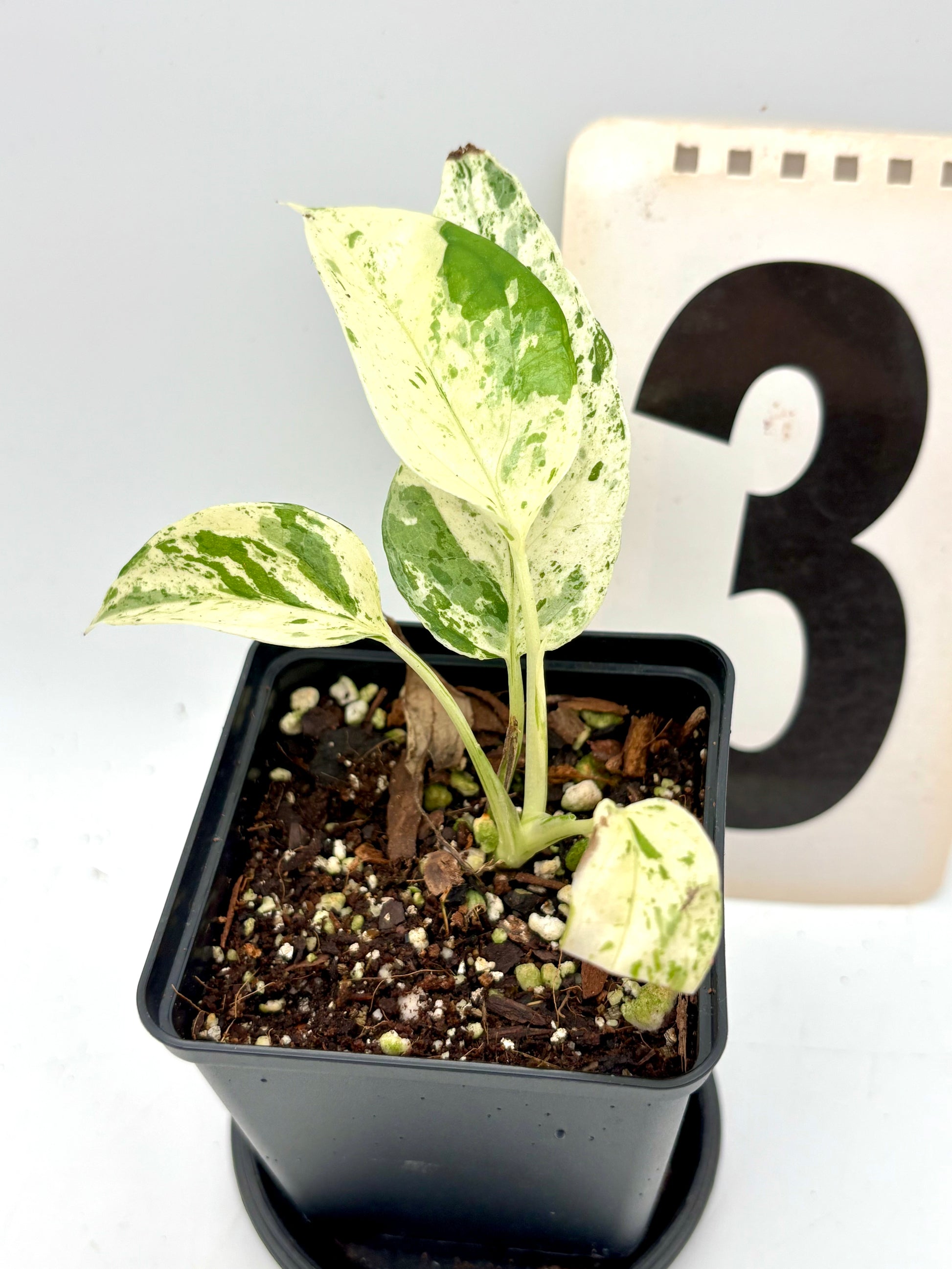 Epipremnum Cebu Blue Variegata Pflanze mit grünen und blauen Blättern, Zimmerpflanze von Exotic-Flowers