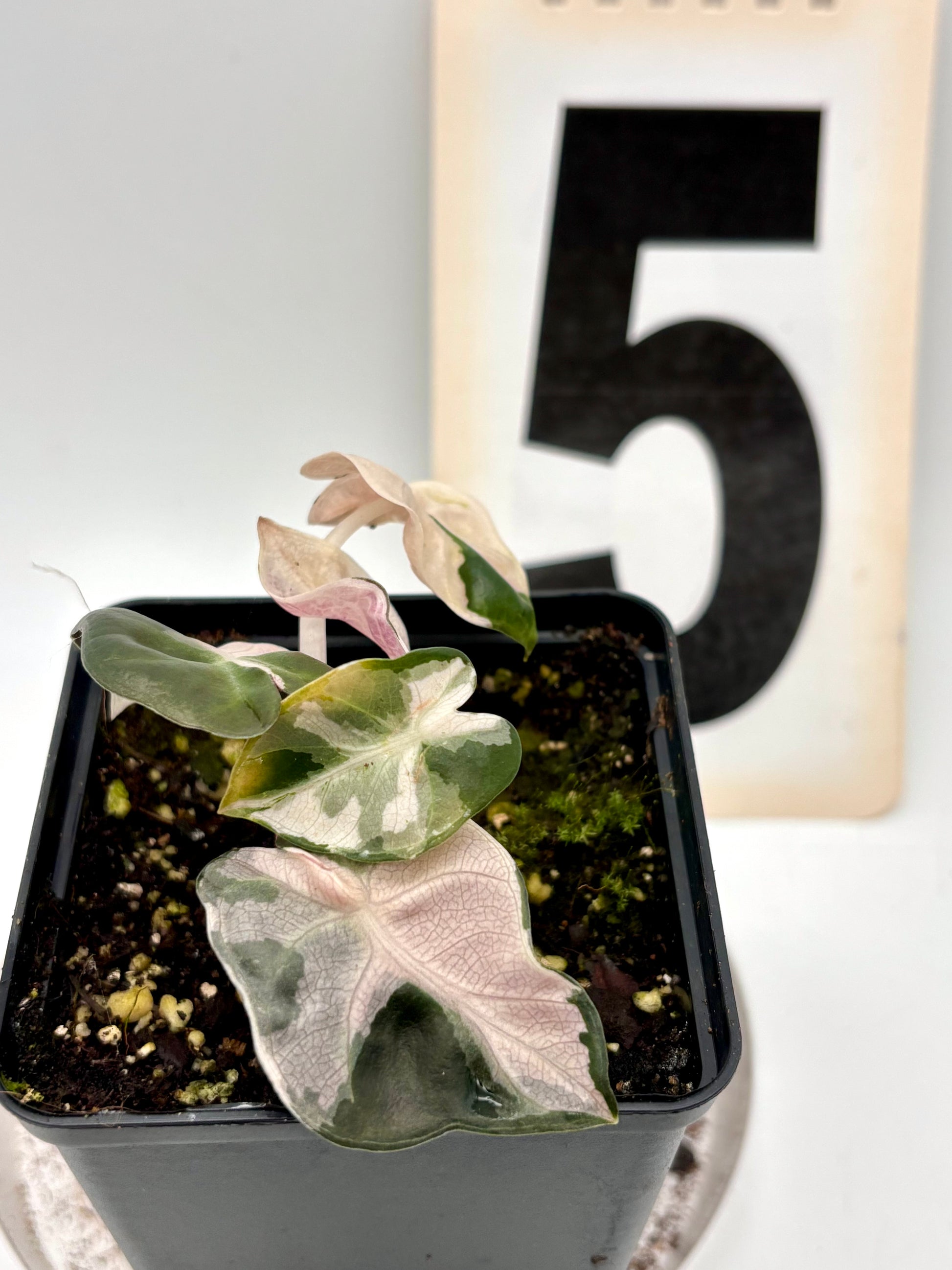 Alocasia Balloon Heart Variegata - Exotic-Flowers