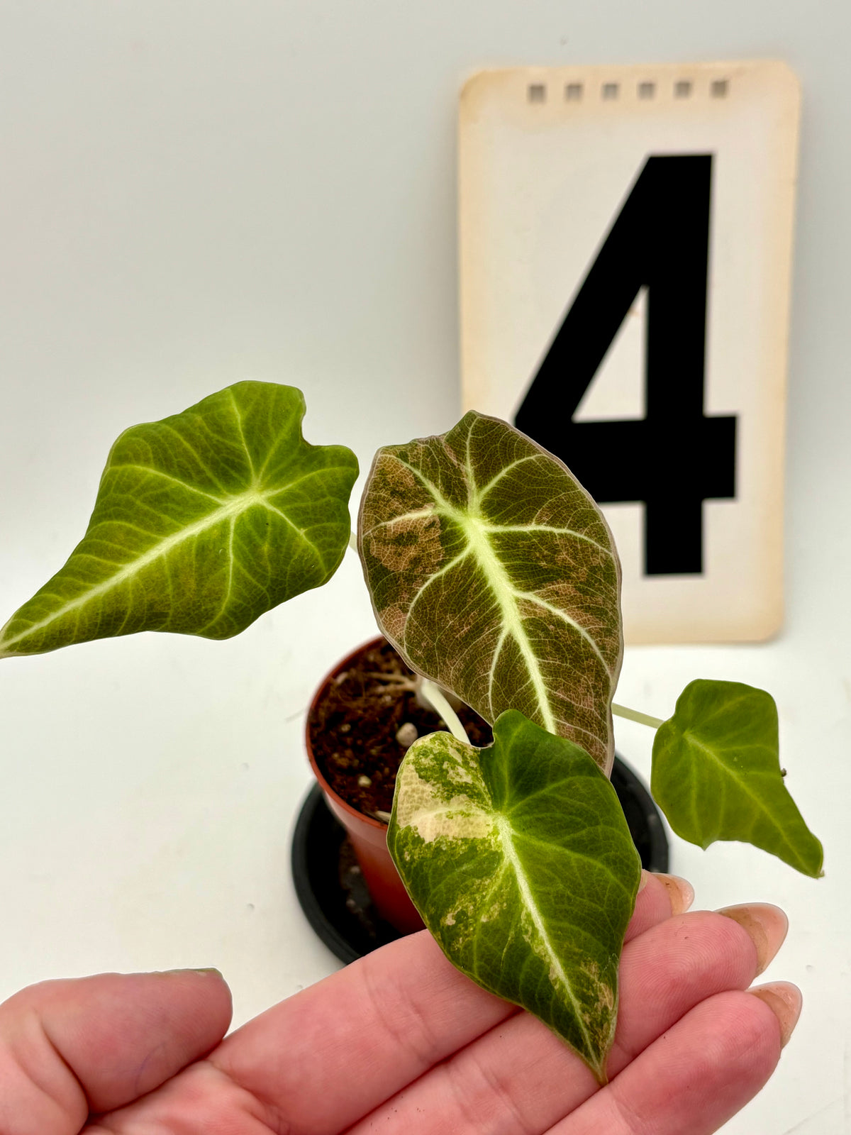 Alocasia Black Velvet Aurea Variegata Pflanze mit dunkelgrünen Blättern und variegierten goldgelben Mustern, von Exotic-Flowers
